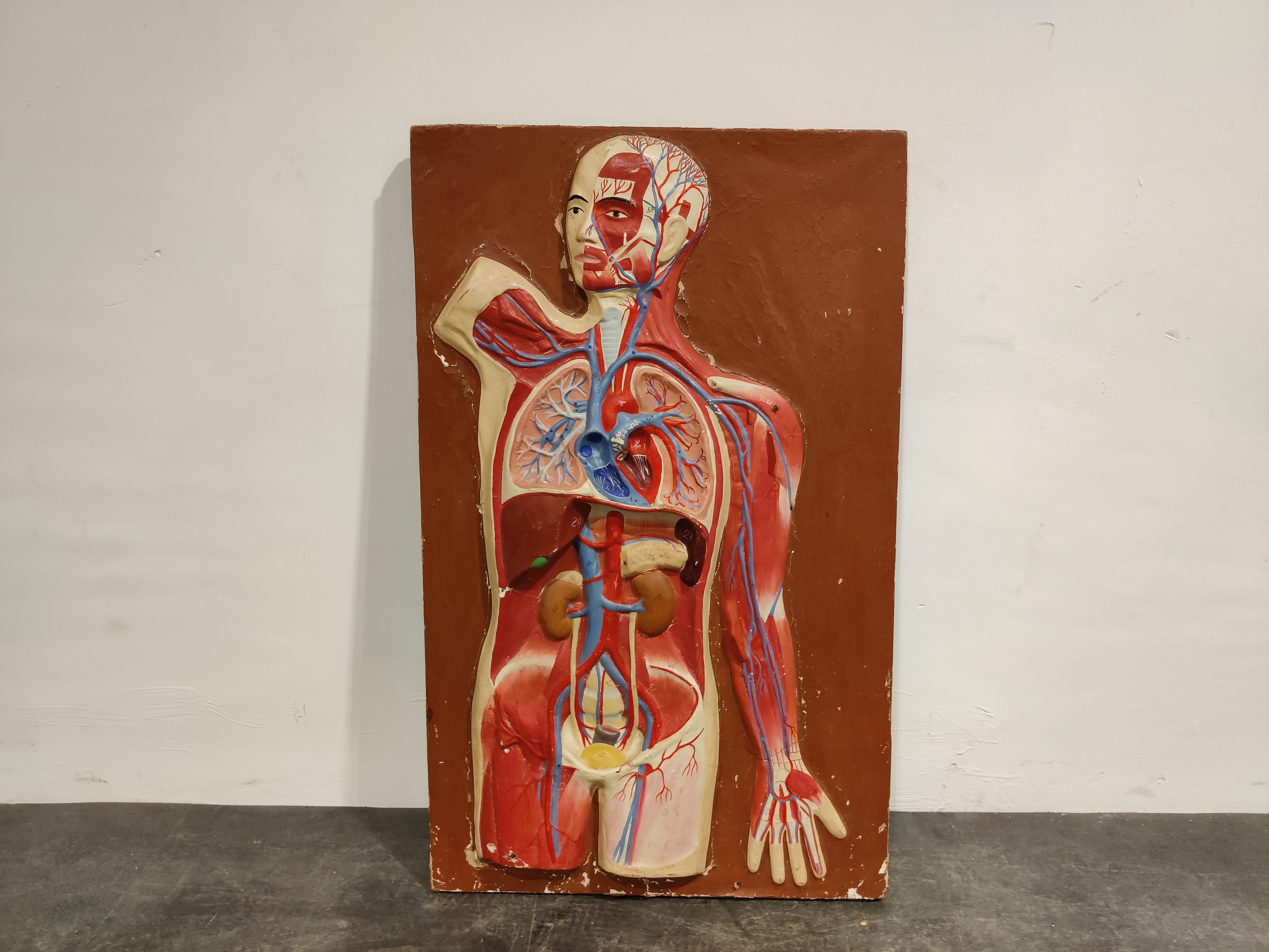 Vintage educational anatomical model of the human body.

Can be used as a wall hanging or can be standing up with the stand. 

Used in a school in the former USSR
?
Made out of wood and plaster.

Good original condition

1950s - Former