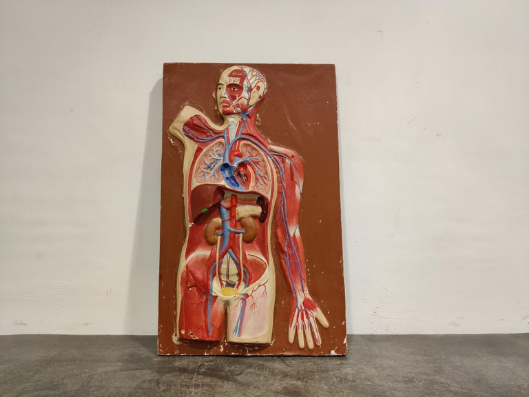 Vintage Anatomical Model, 1950s at 1stDibs used anatomical models for