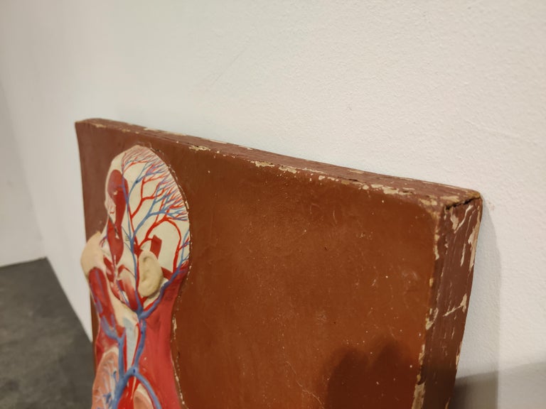 Vintage Anatomical Model, 1950s at 1stDibs used anatomical models for