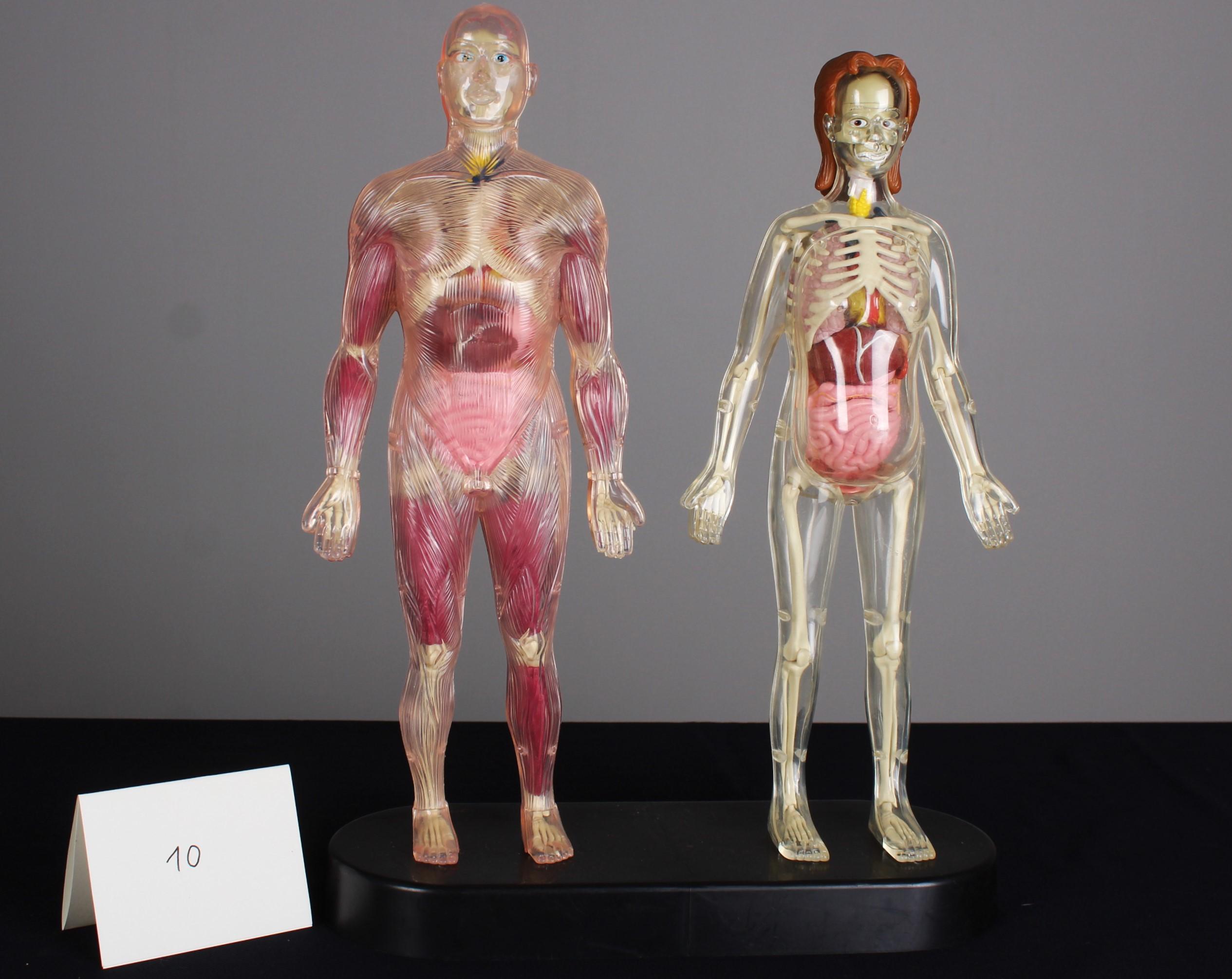 Vintage Anatomical Model, Man and Woman, 80s 90s Curiosity For Sale 2