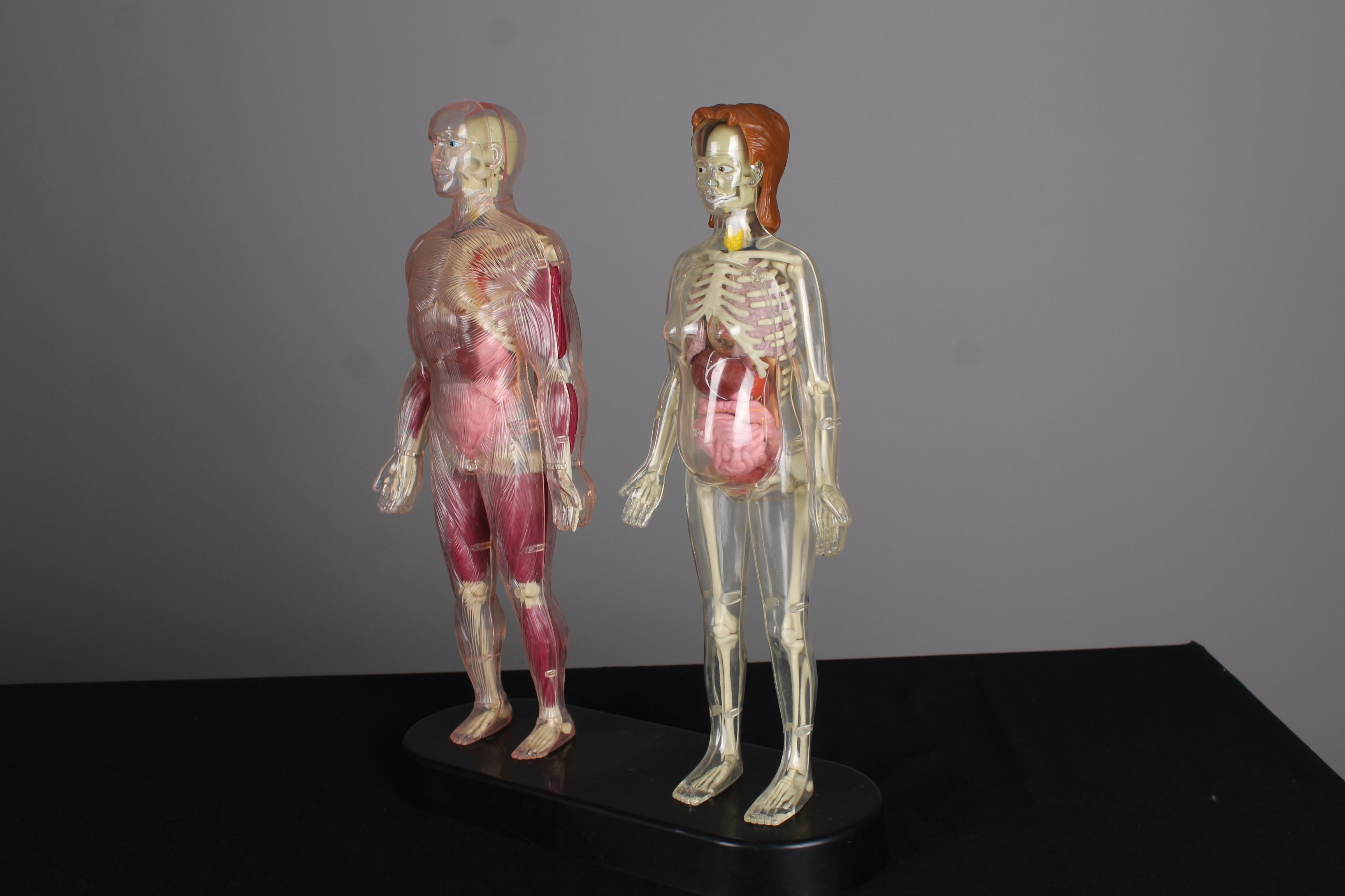 Vintage Anatomical Model, Man and Woman, 80s 90s Curiosity For Sale 1