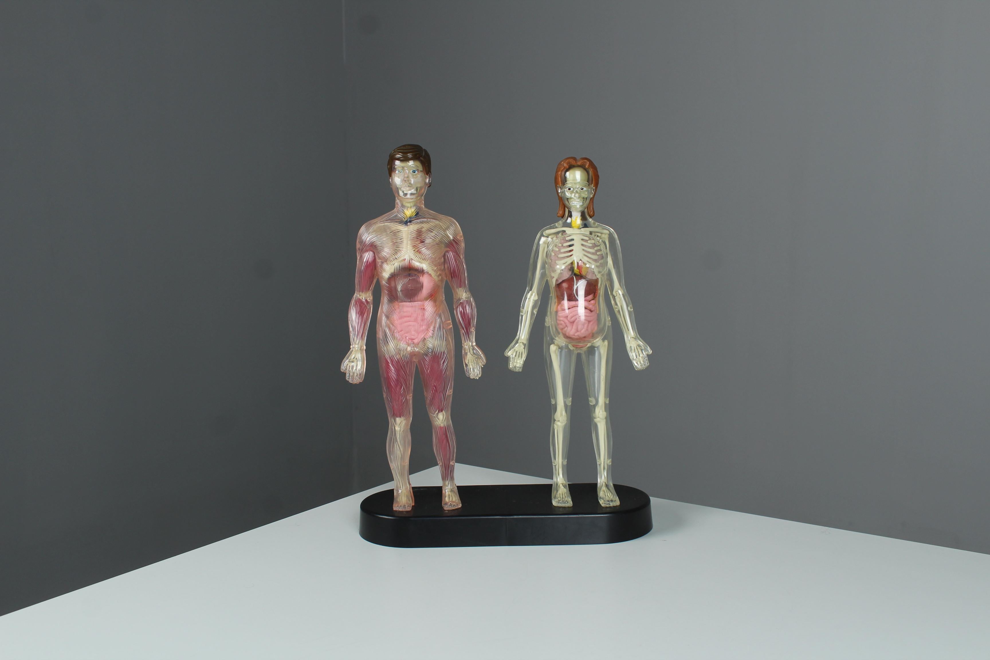 Vintage Anatomical Model, Man and Woman, 80s 90s Curiosity For Sale 4