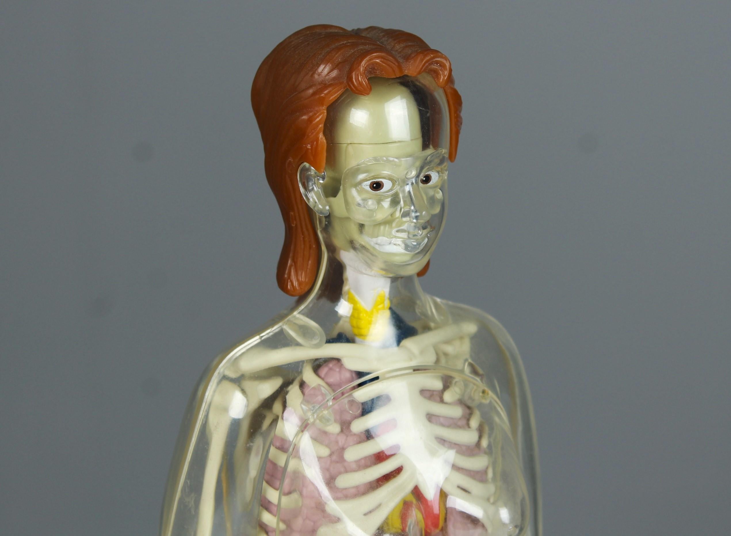 Vintage Anatomical Model, Man and Woman, 80s 90s Curiosity For Sale 6