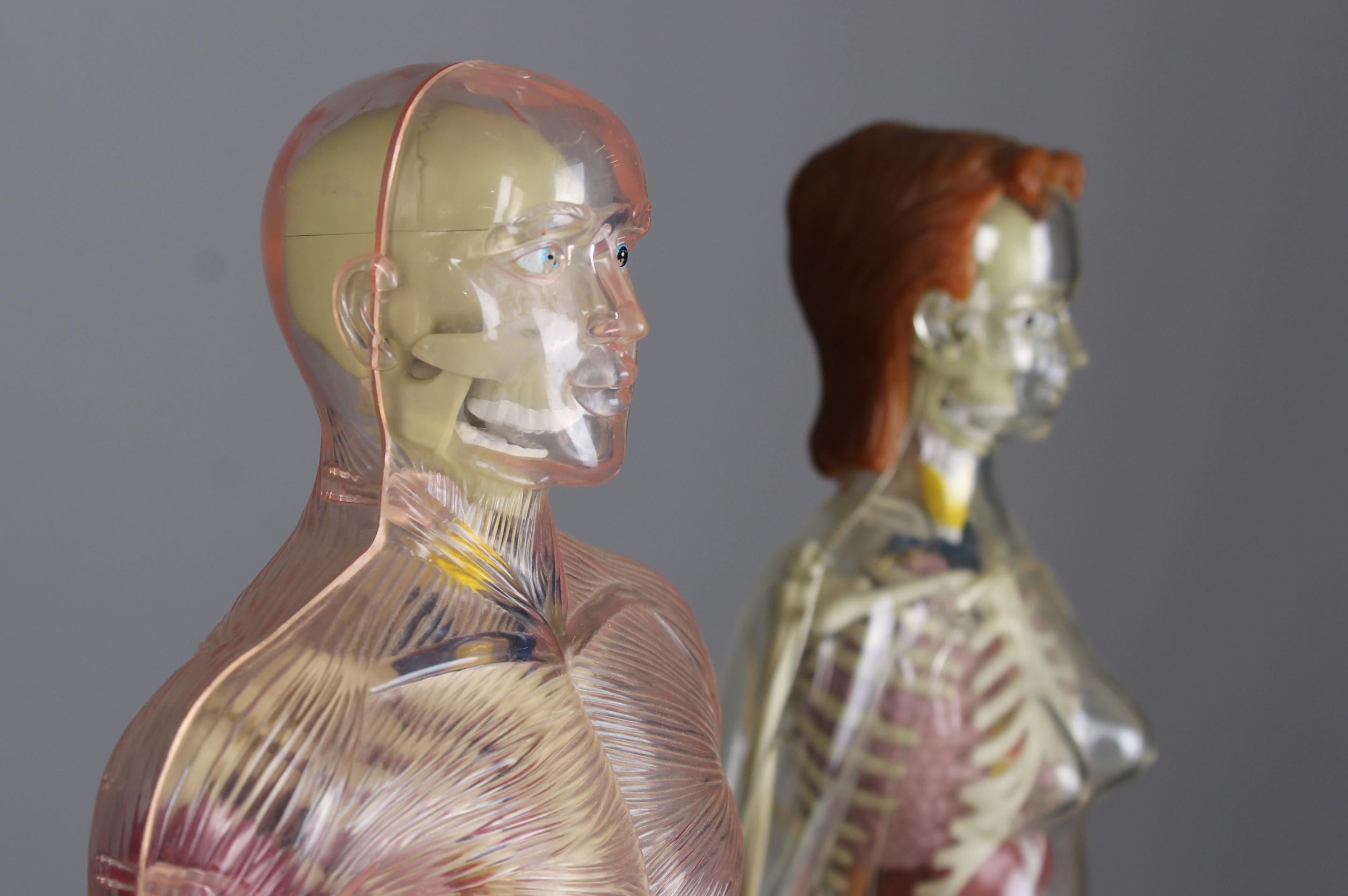 Exceptional Human Anatomy Model from the 80s, 90s.
Male and Female Figures on a black stand.
The outer casting, such as the individual intestines are removable parts.
