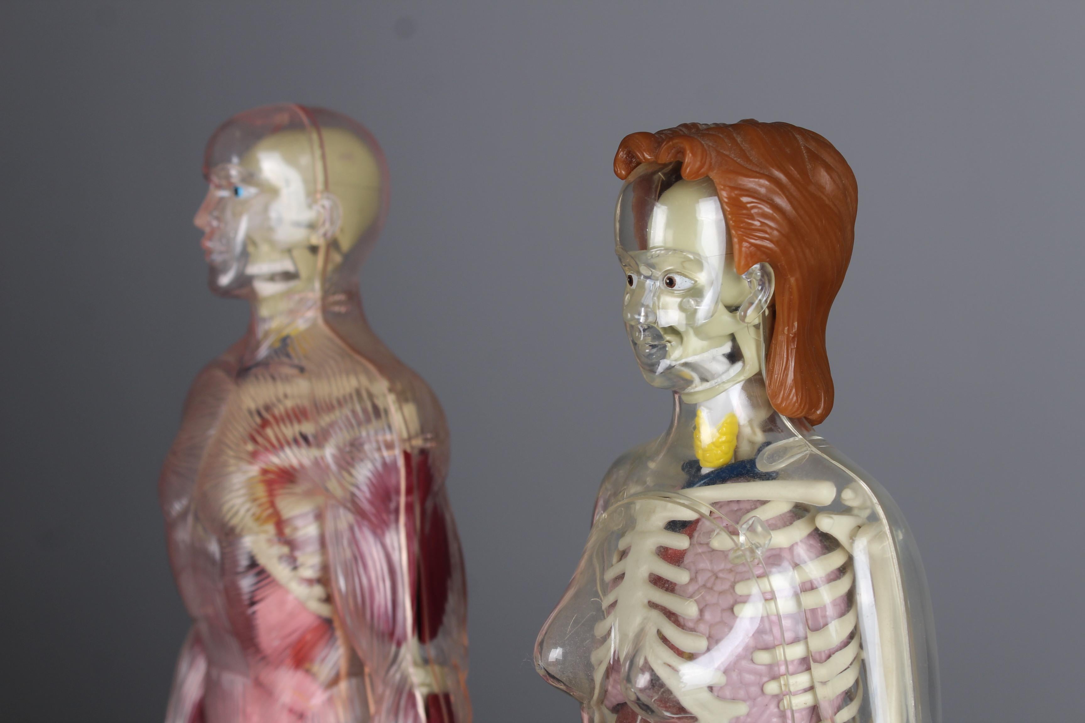 man vs woman skeleton