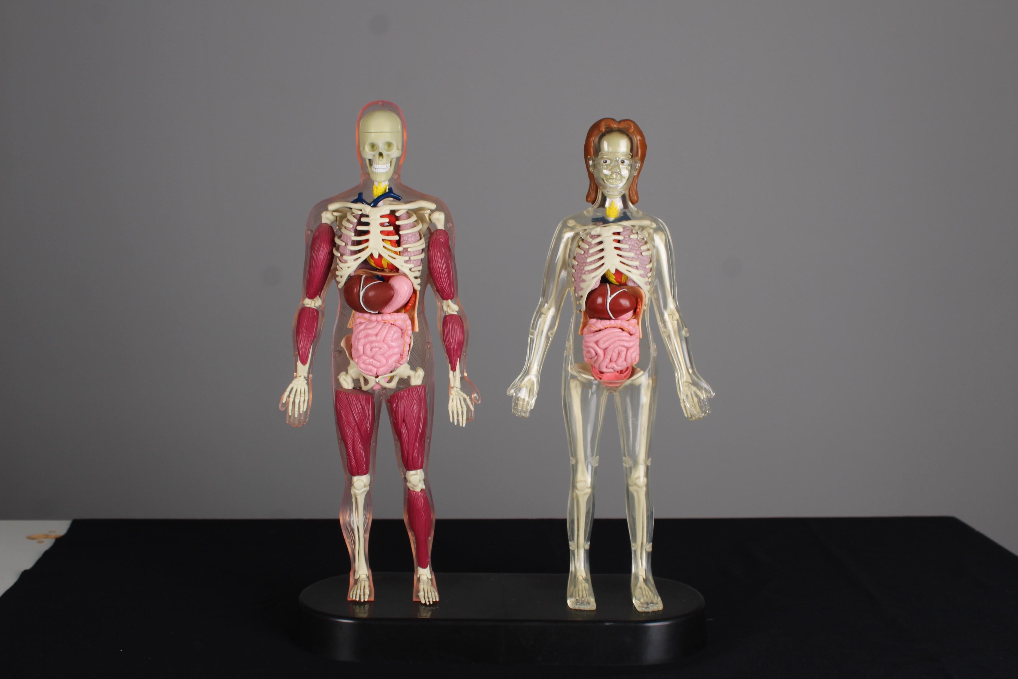 Unknown Vintage Anatomical Model, Man and Woman, 80s 90s Curiosity For Sale
