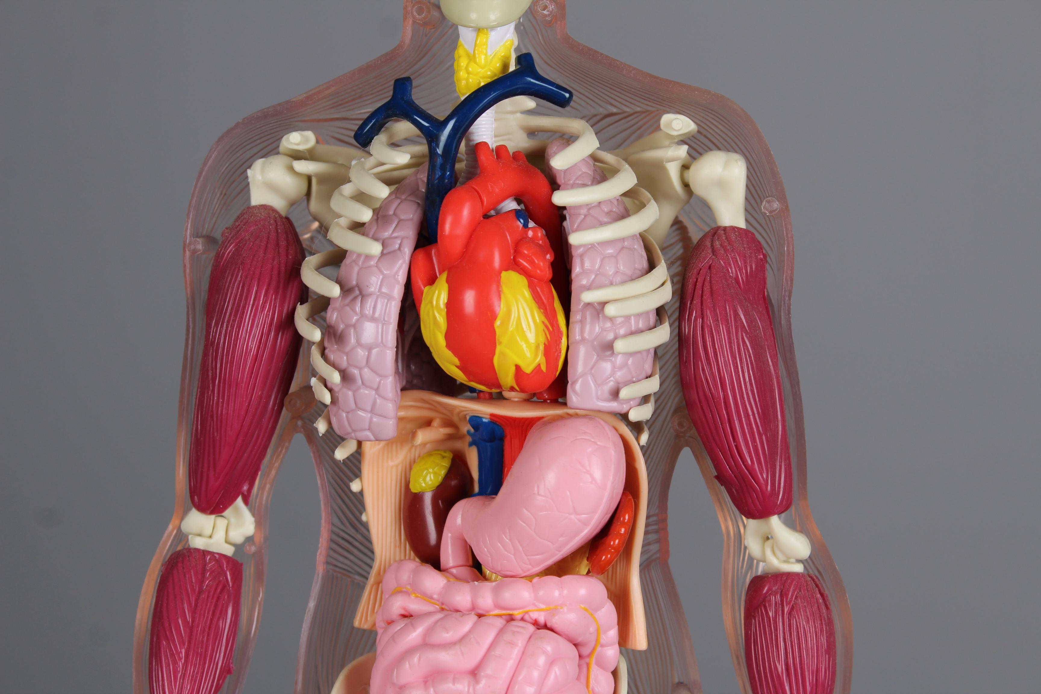 Unknown Vintage Anatomical Model, Man and Woman, 80s 90s Curiosity For Sale