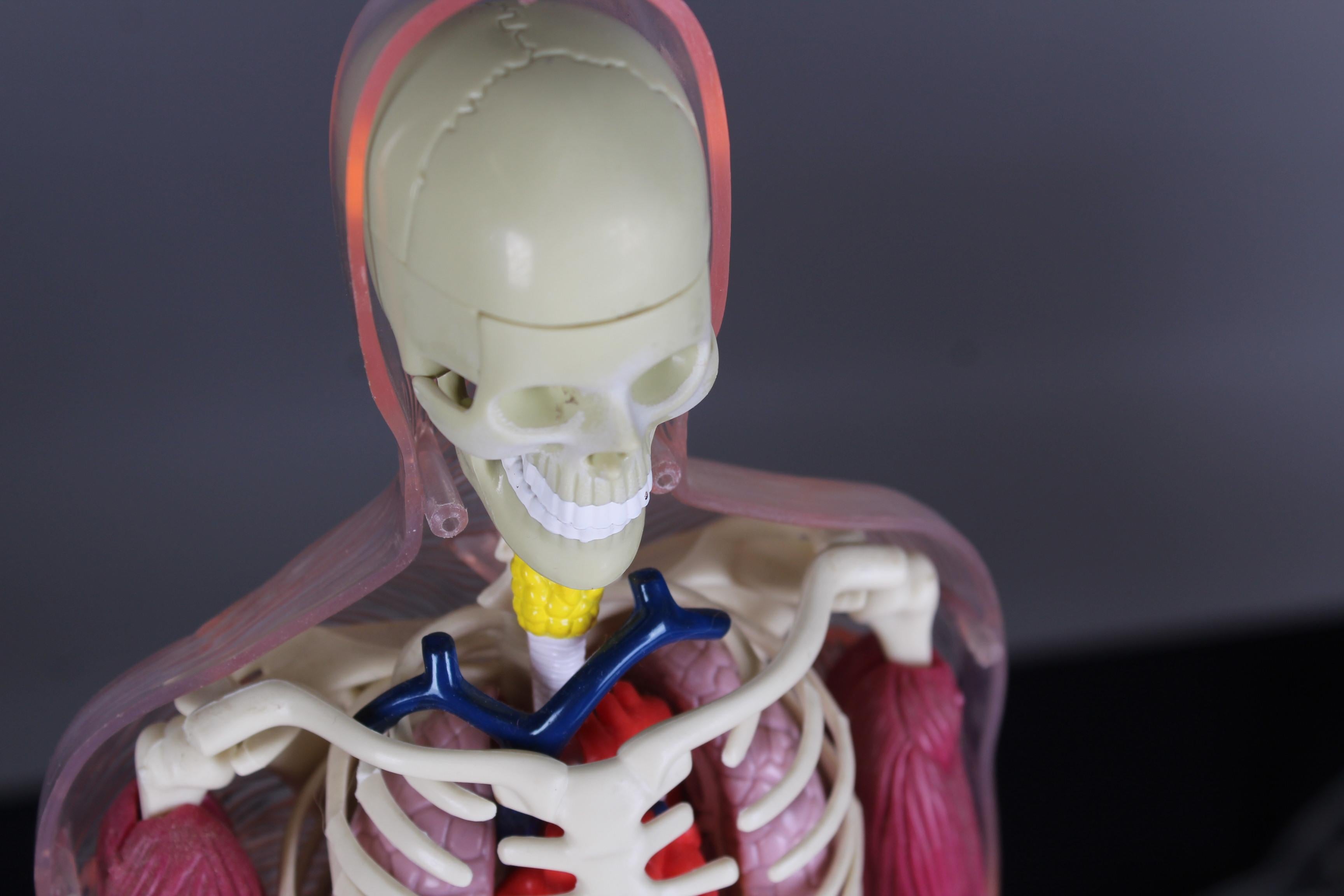 Vintage Anatomical Model, Man and Woman, 80s 90s Curiosity For Sale 1