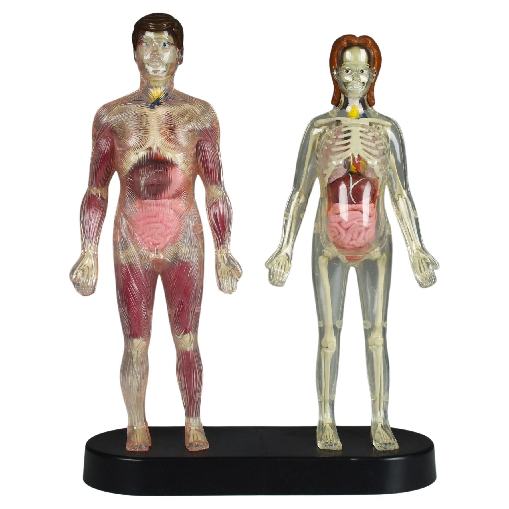 Vintage Anatomical Model, Man and Woman, 80s 90s Curiosity