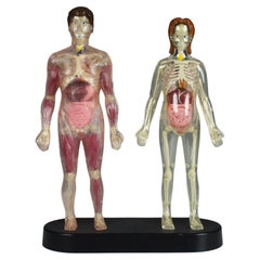 Modèle anatomique vintage, homme et femme, 80s 90s Curiosité