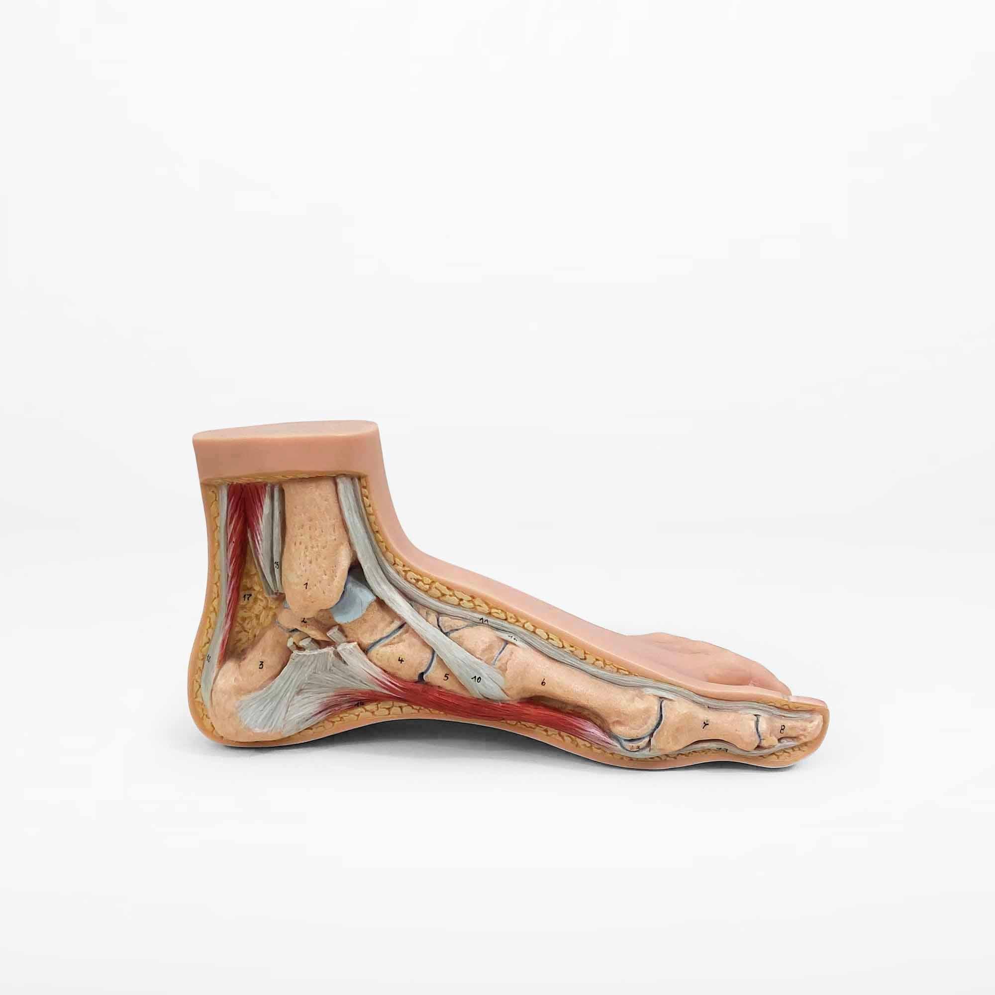 Vintage Anatomical Model of 3 Human Feet, Set of 3 In Good Condition In Hemiksem, VAN