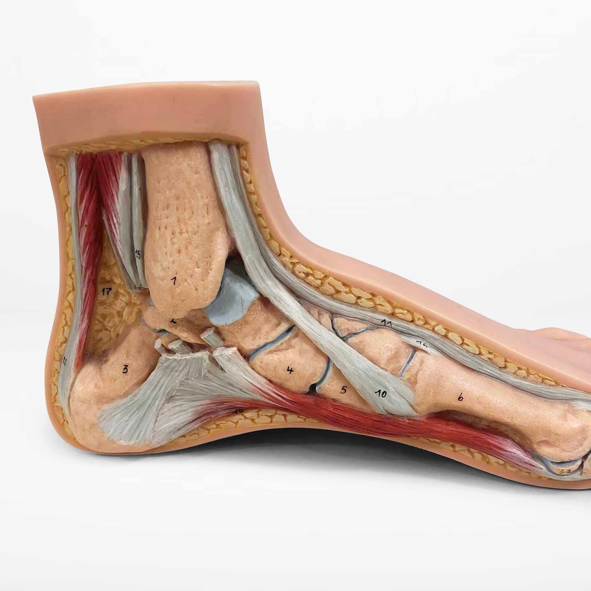 Mid-20th Century Vintage Anatomical Model of 3 Human Feet, Set of 3