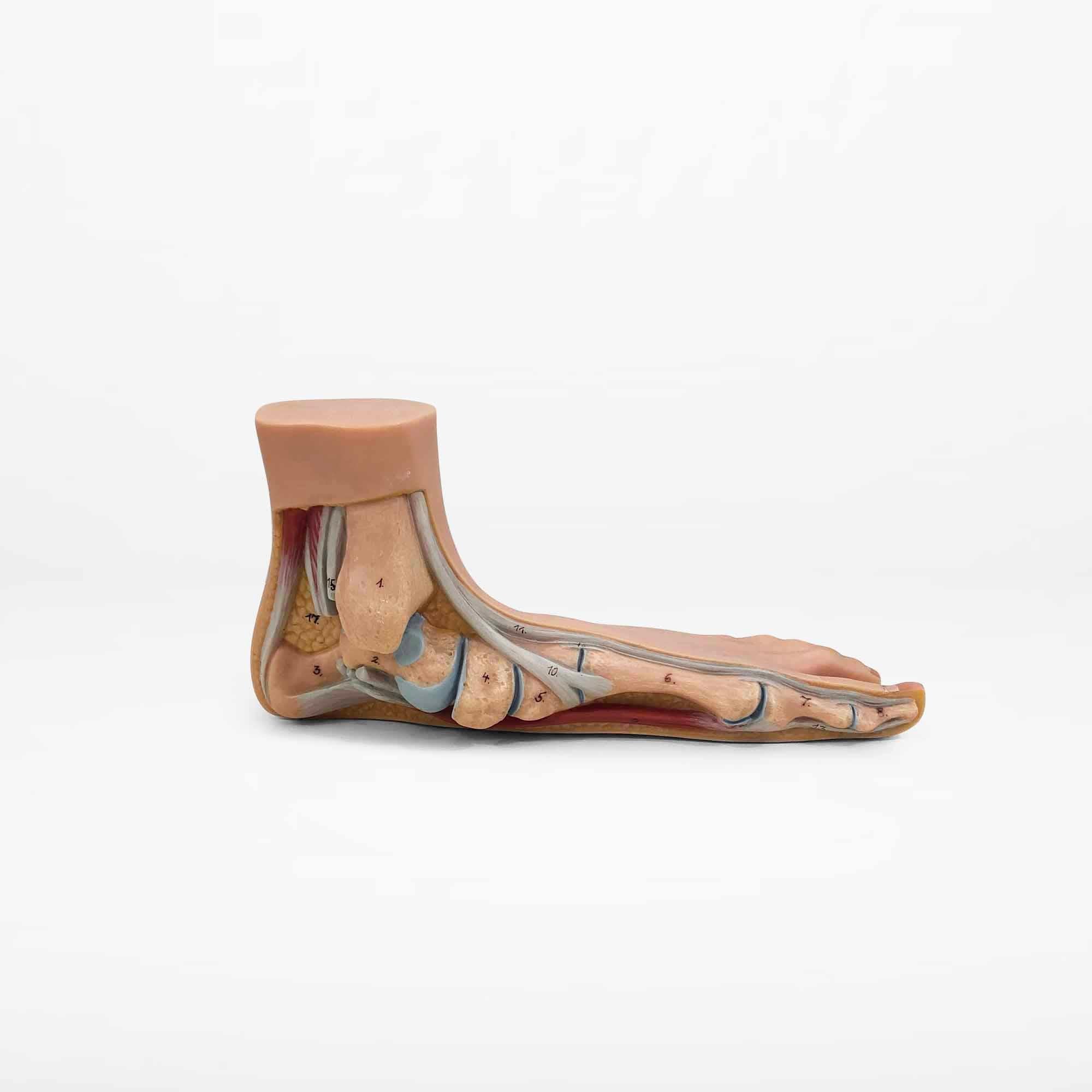 Plastic Vintage Anatomical Model of 3 Human Feet, Set of 3