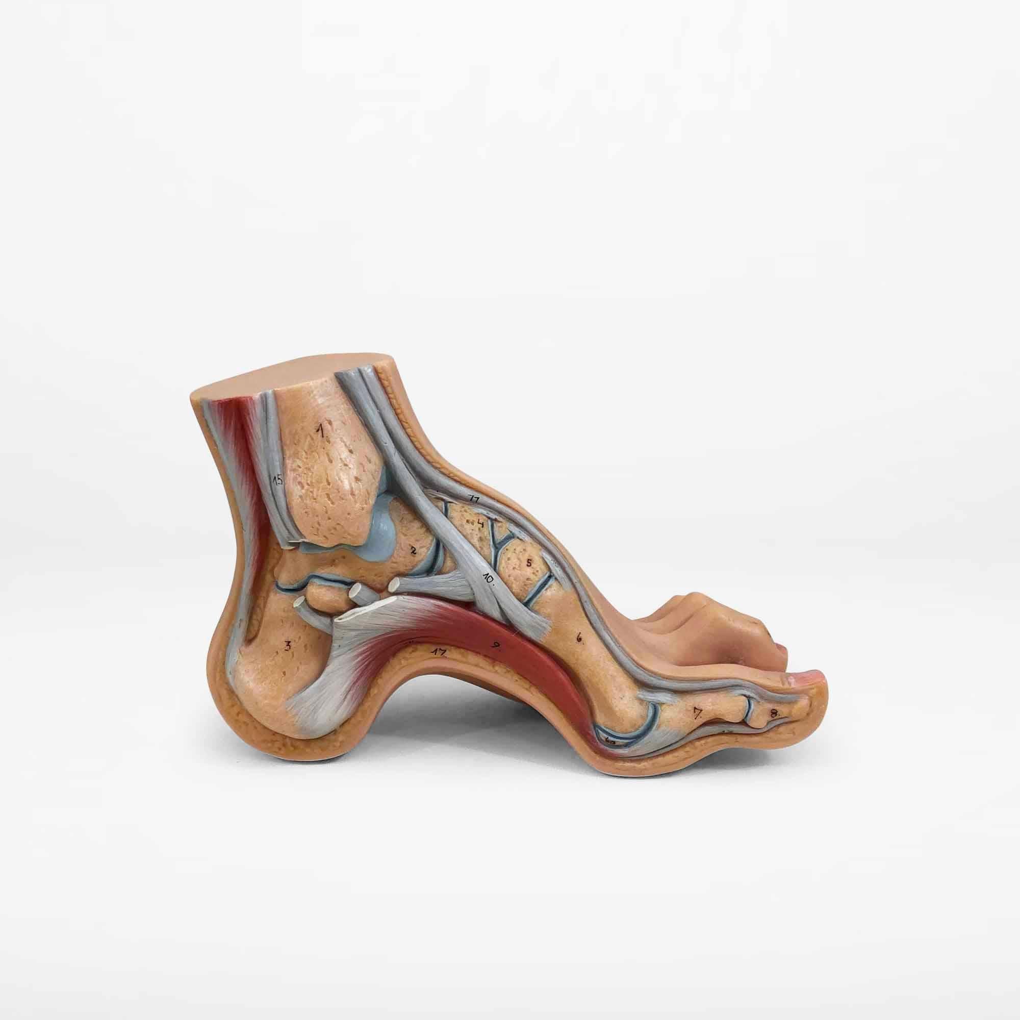 Vintage Anatomical Model of 3 Human Feet, Set of 3 1