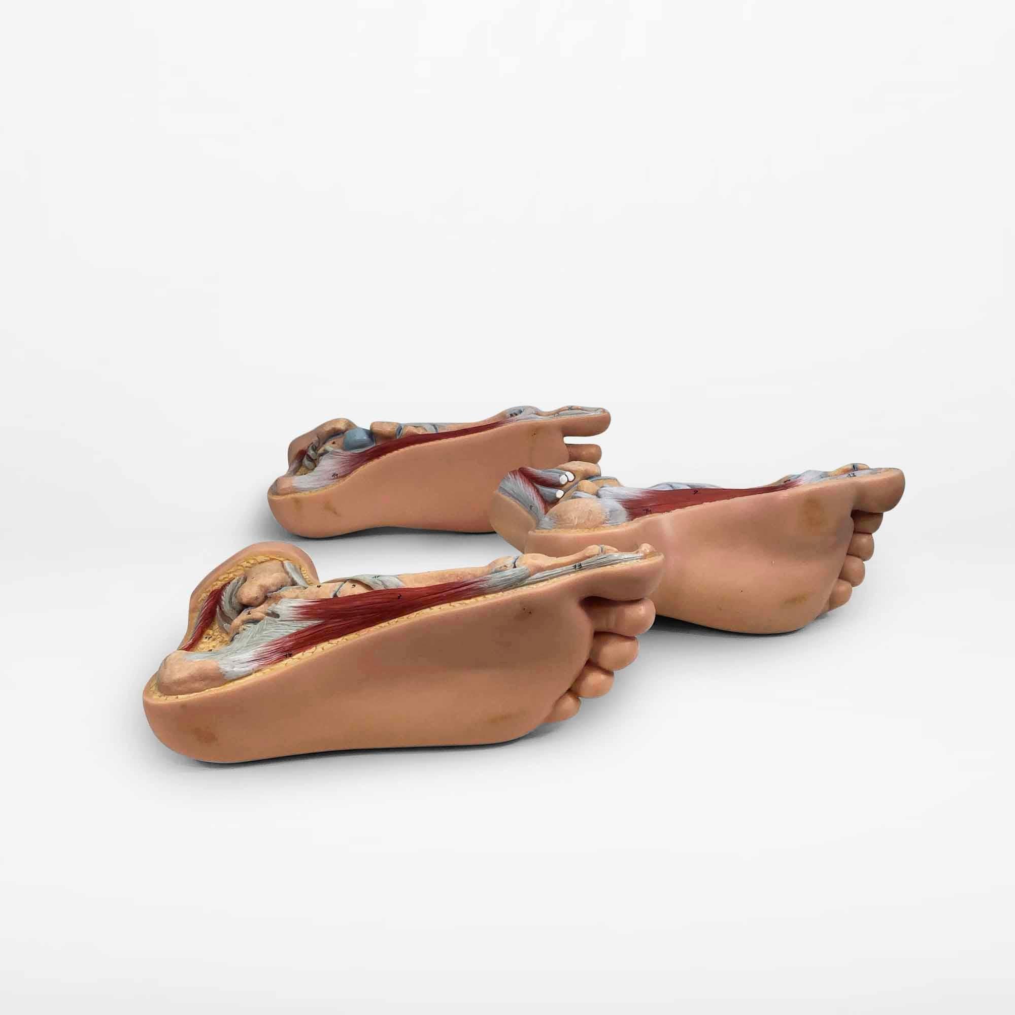 Vintage Anatomical Model of 3 Human Feet, Set of 3 2