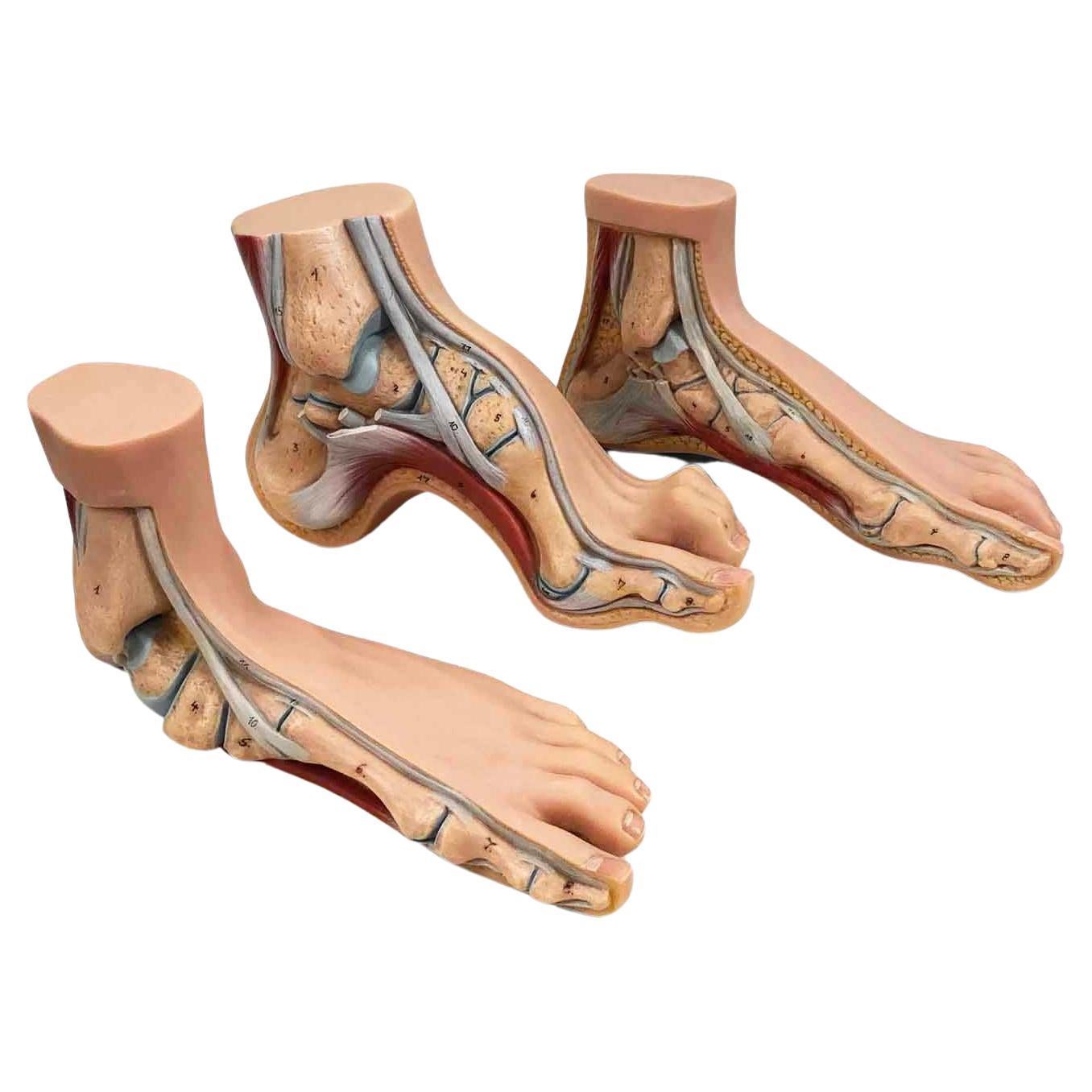 Vintage Anatomical Model of 3 Human Feet, Set of 3