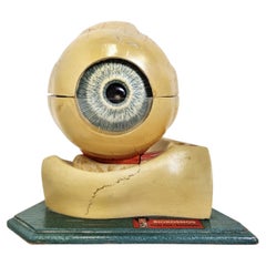 Vintage Anatomical Model of the Eye, 1960s