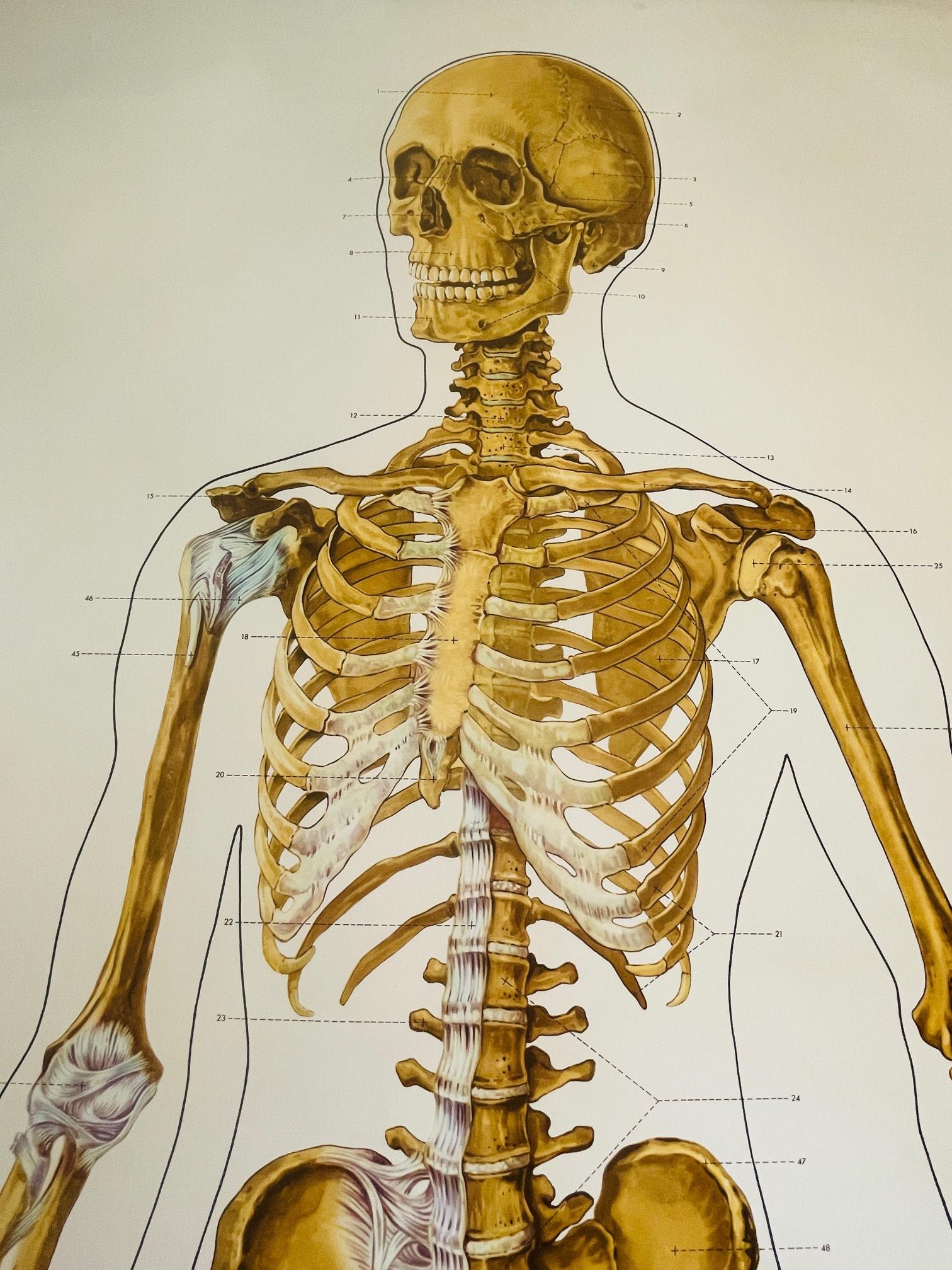 Anatomische Schulkarte, Skelett-Schulekarte, Vintage-Deutschschulekarte, Deutsche Schulekarte im Angebot 2