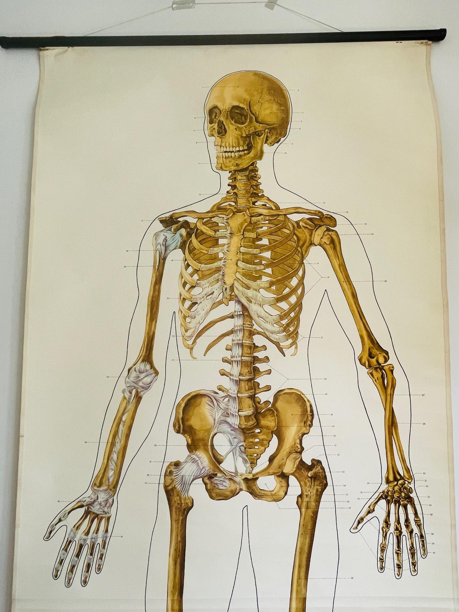 Ein echter Hingucker. Diese schöne anatomische Karte aus Leinen ist ein Muss für jeden, der medizinische Artikel liebt. Diese deutsche Karte wurde 1951 entworfen und sieht aus, als wäre sie heute gezeichnet worden. Es handelt sich um eine Ausgabe