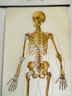 Vintage Anatomical Schoolmap, Skeleton School Chart, Vintage German School Map