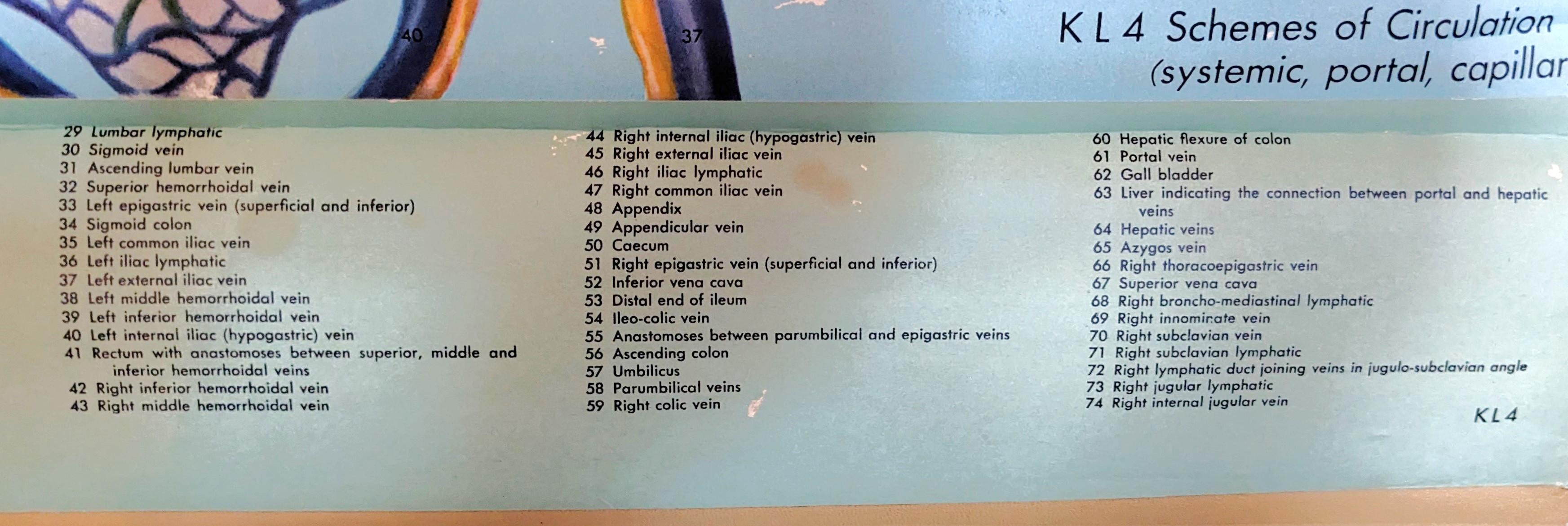 Vintage Anatomy Circulation Chart For Sale 3