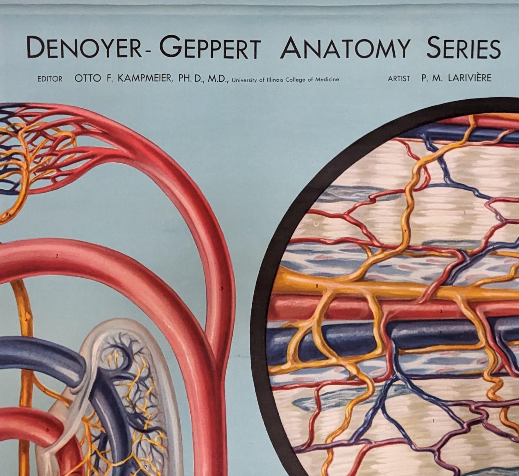 Denoyer-Geppert Anatomy Chart

Overall Dimensions: 73 3/4
