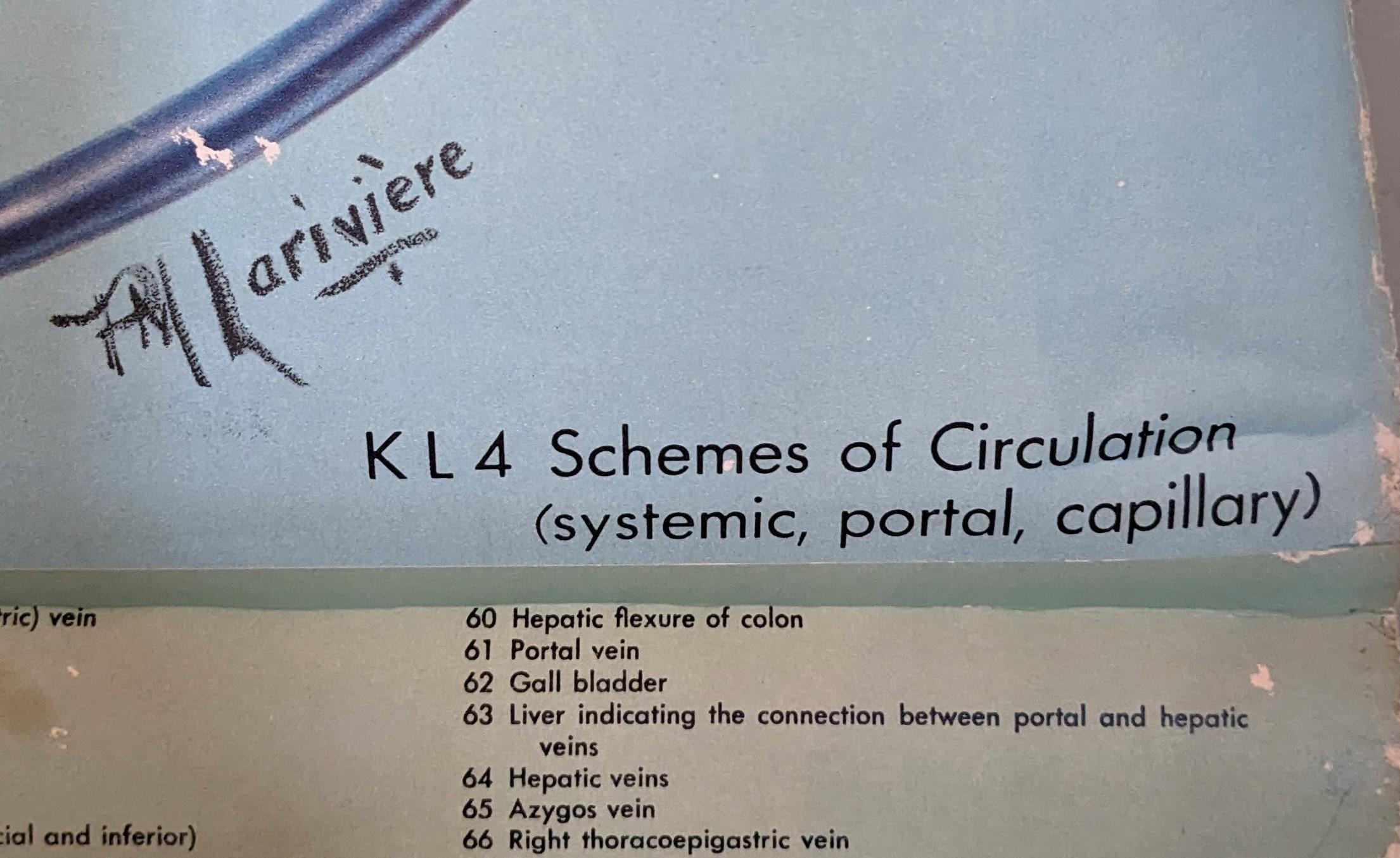 20th Century Vintage Anatomy Circulation Chart For Sale