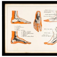 Vintage Anatomy Print of Foot