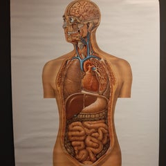 Vintage Anatomy Wall Chart of the Upper Body, circa 1960