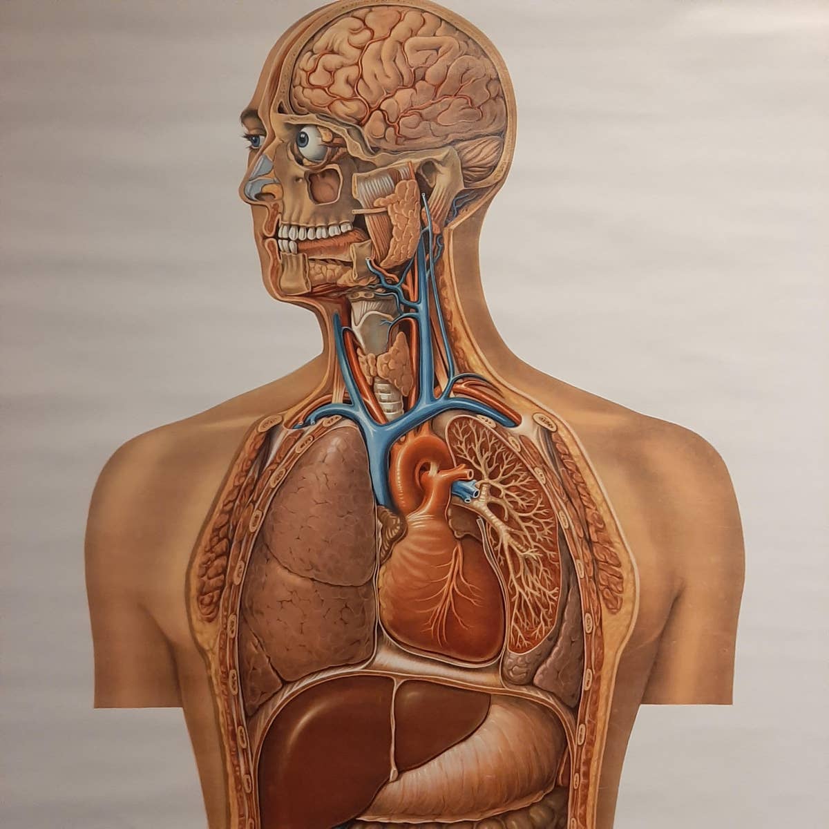Vintage Anatomy Wall Chart of the Upper Body, circa 1960