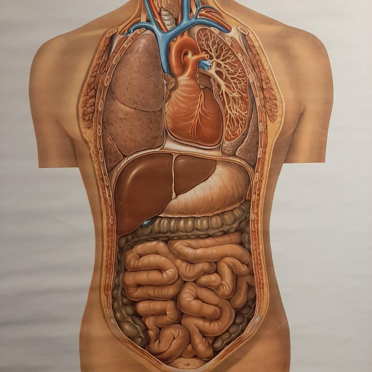 Vintage Anatomy Wall Chart of the Upper Body, circa 1960