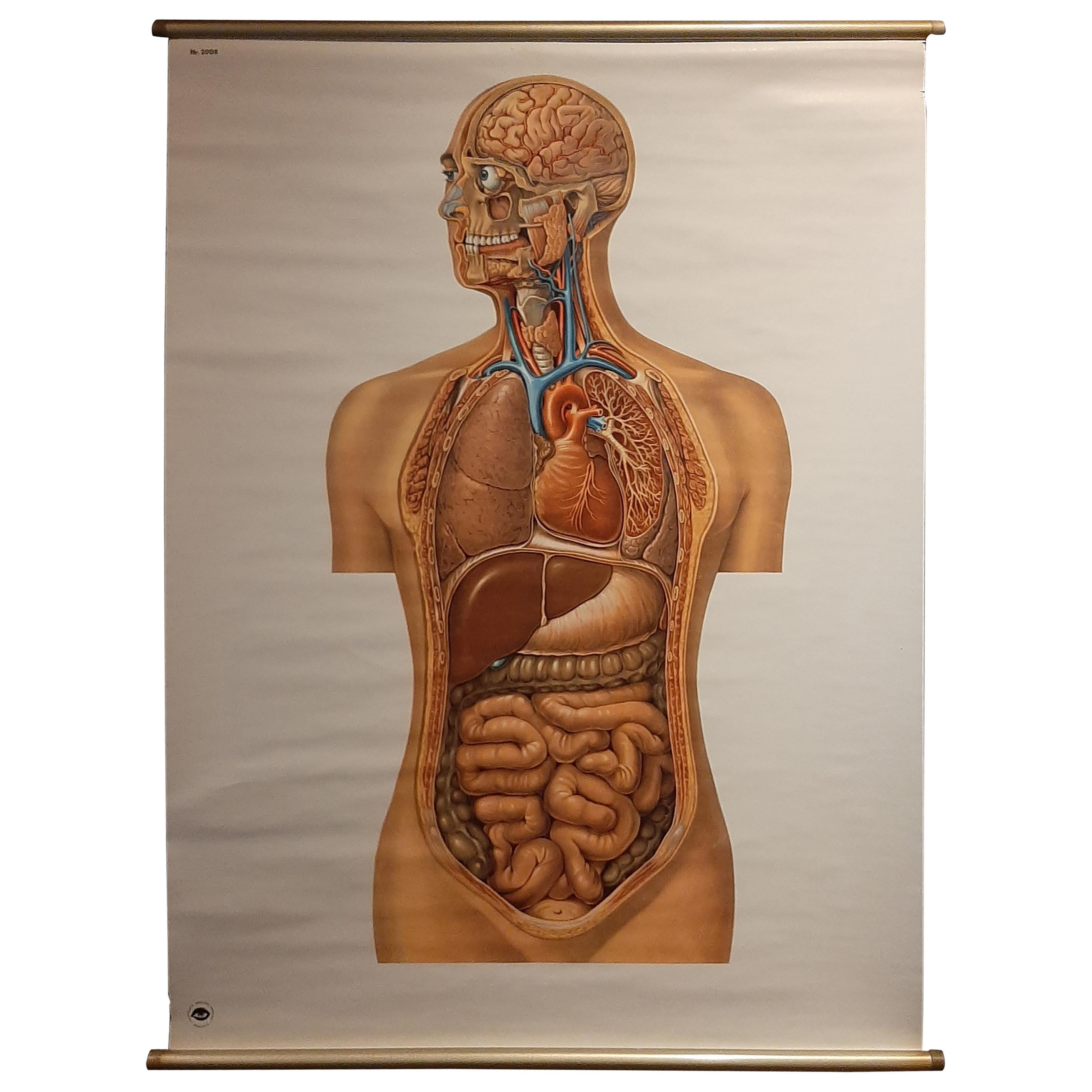 Vintage Anatomie Wandtafel des Oberkörpers, um 1960 im Angebot