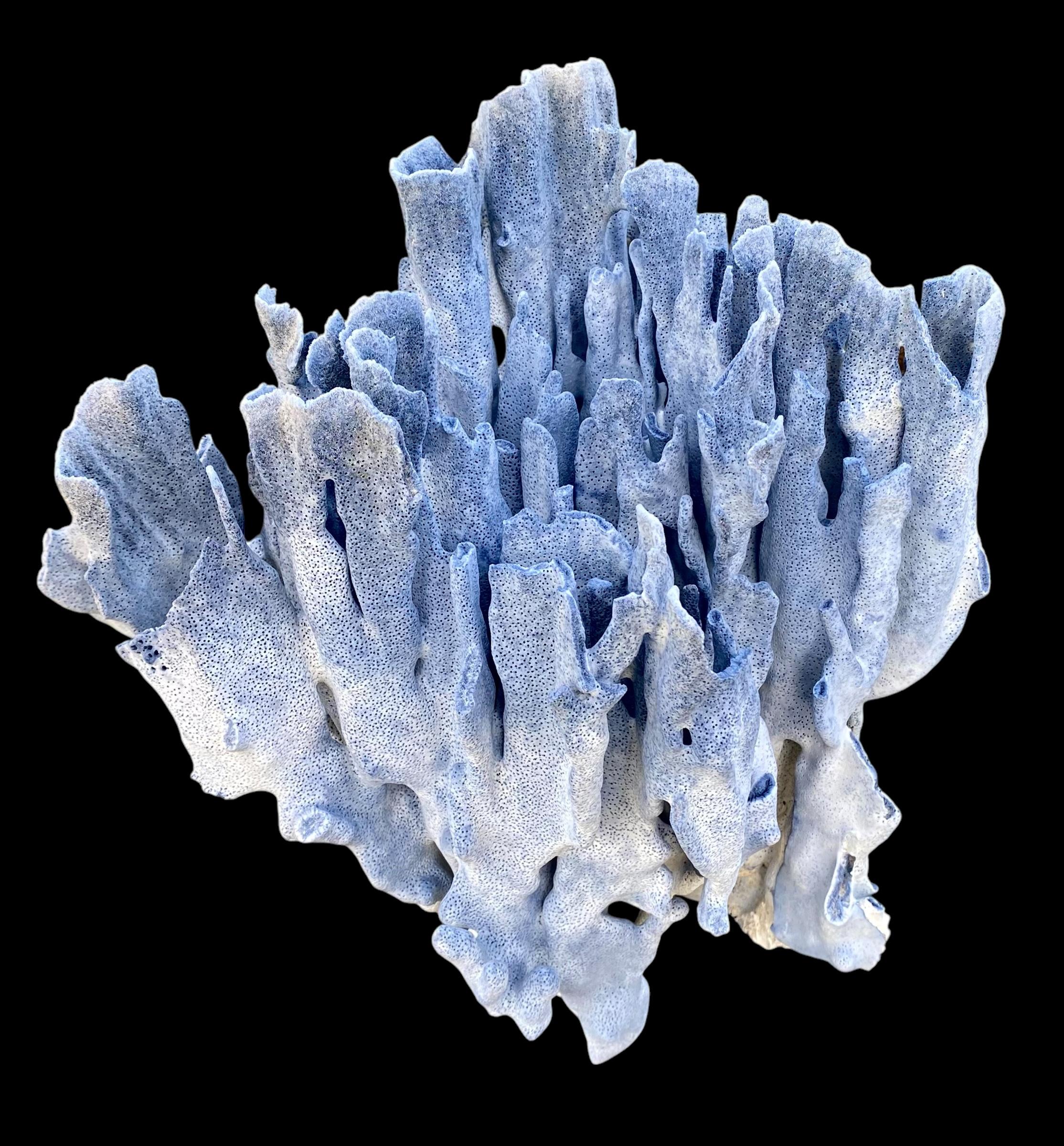 Spécimen rare d'un grand corail bleu naturel en vente 2