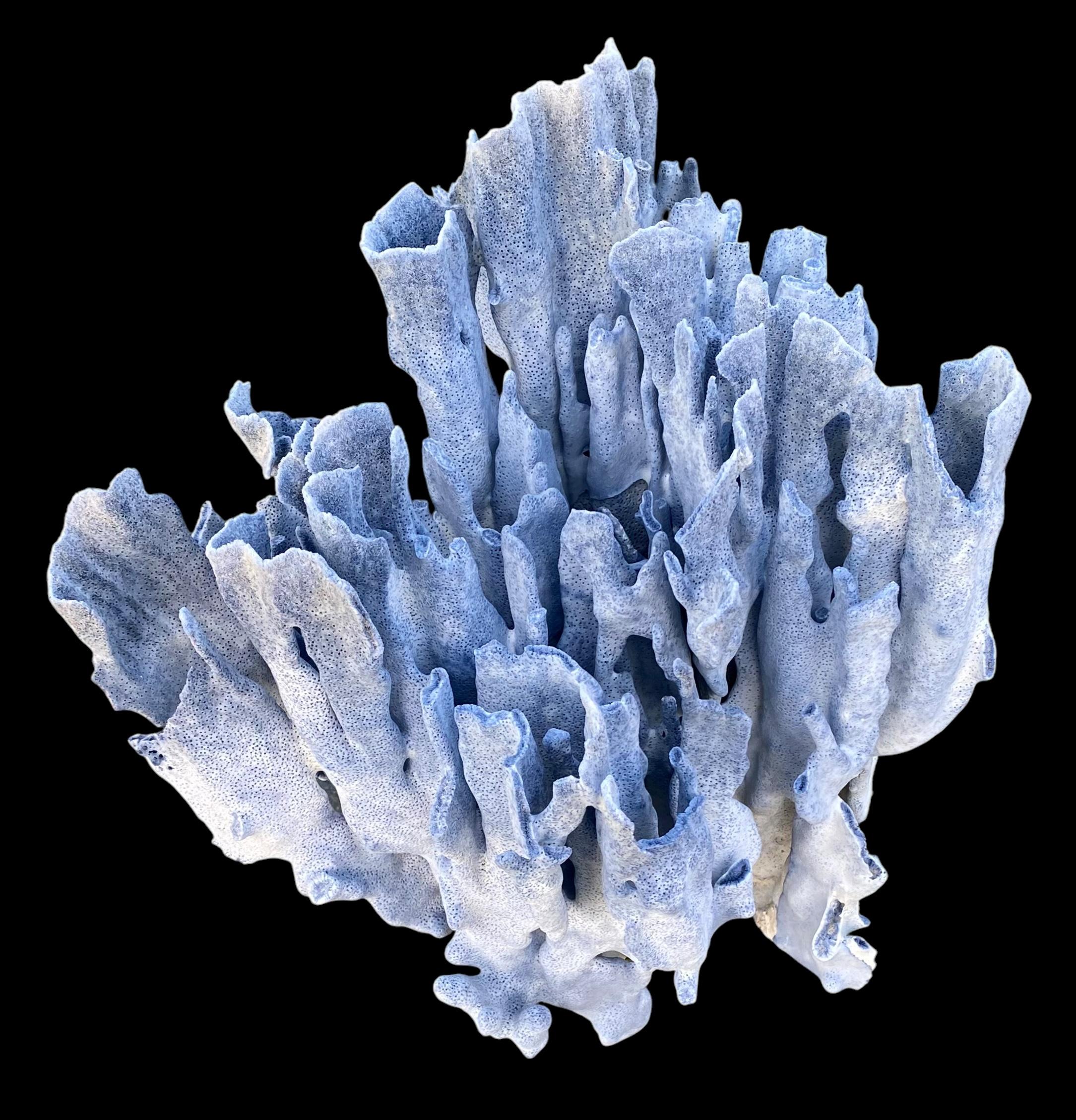 Spécimen rare d'un grand corail bleu naturel en vente 3