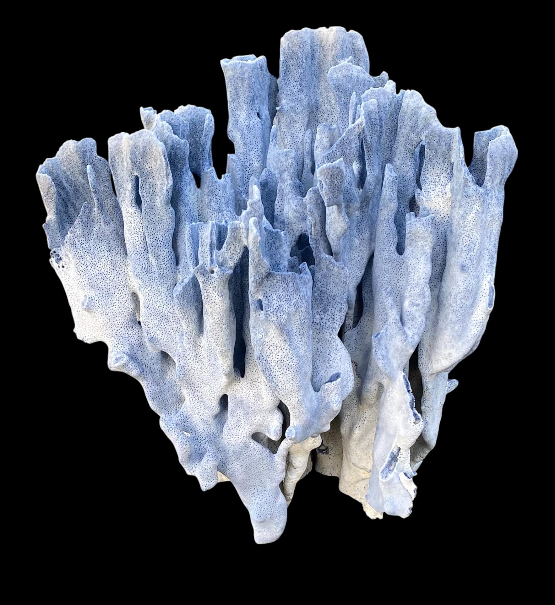 Spécimen rare d'un grand corail bleu naturel en vente 4