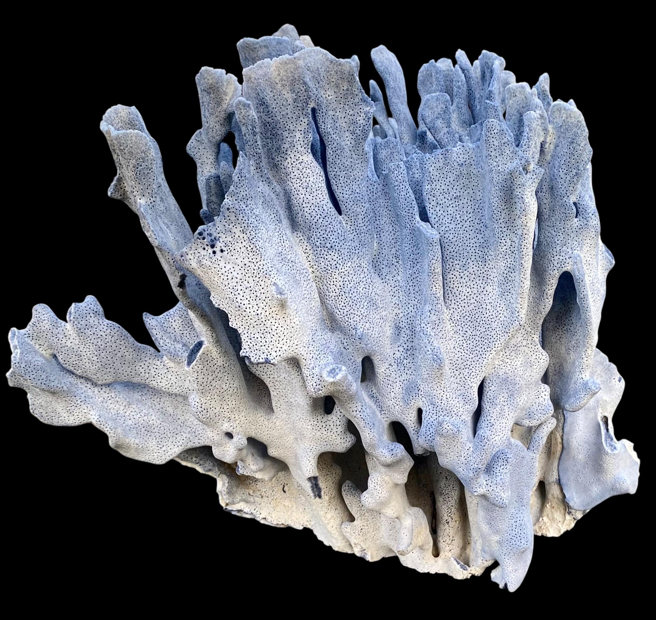 Il s'agit d'un spécimen spectaculaire d'un corail Blue Ridge Vintage. Les coraux bleus sont parmi les seuls coraux à conserver leur couleur à l'intérieur de leur squelette. C'est aussi le seul octocoral connu à produire un grand squelette. Les