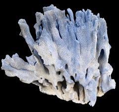 Esemplare raro e vintage di corallo blu naturale di grandi dimensioni