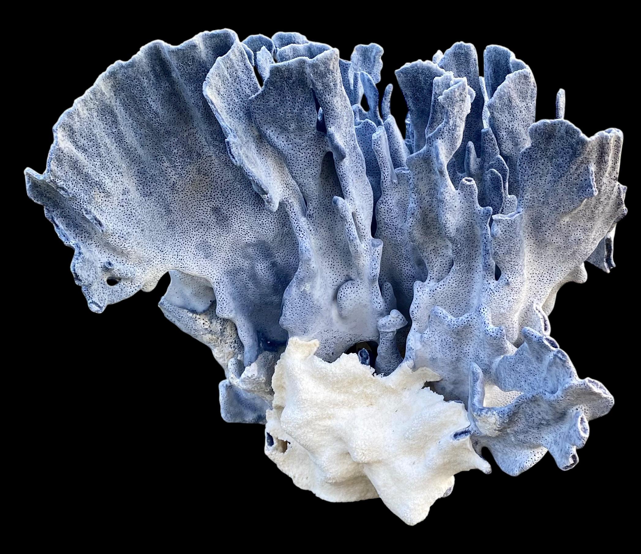 Organique Spécimen rare d'un grand corail bleu naturel en vente