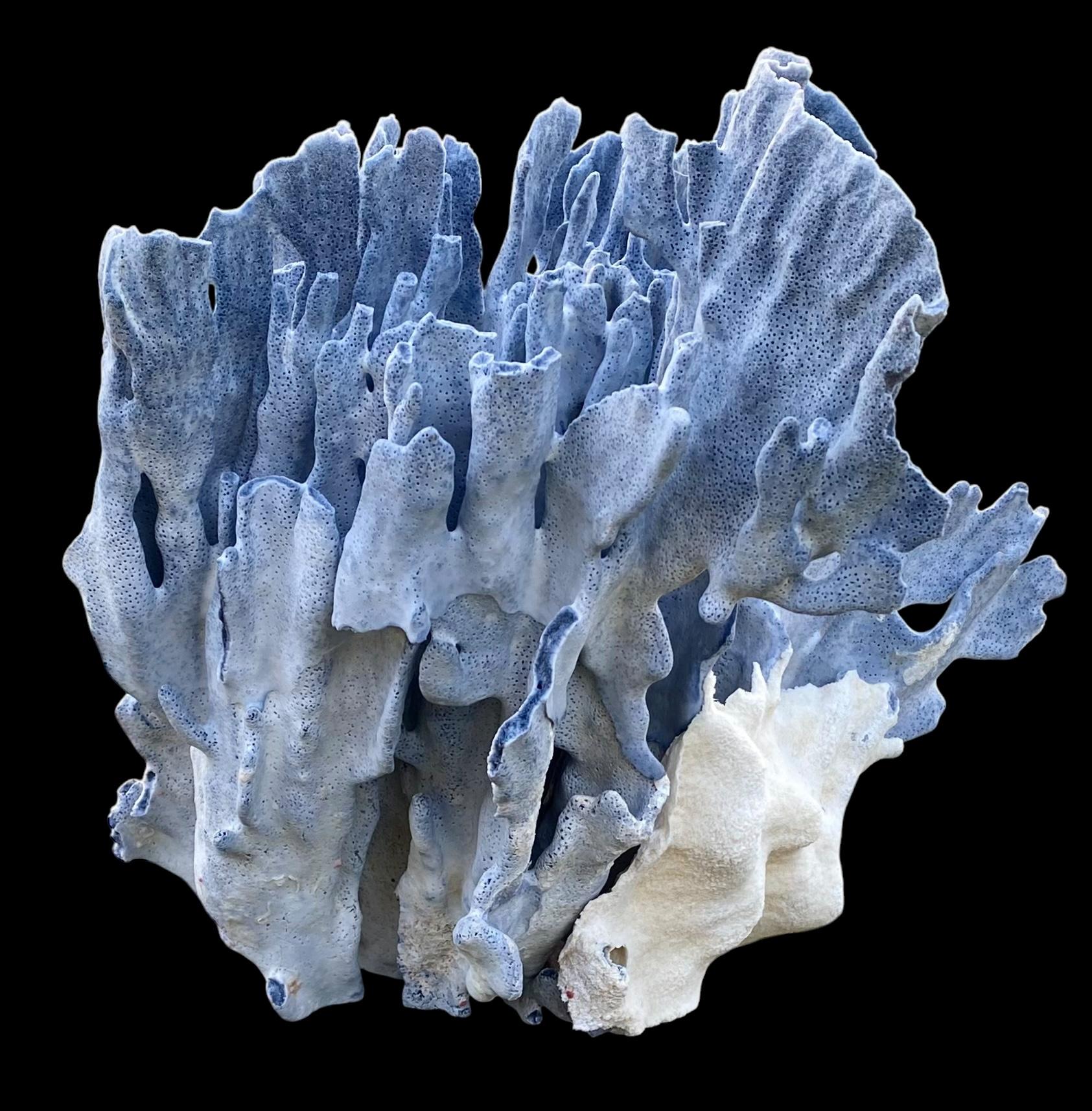 Américain Spécimen rare d'un grand corail bleu naturel en vente