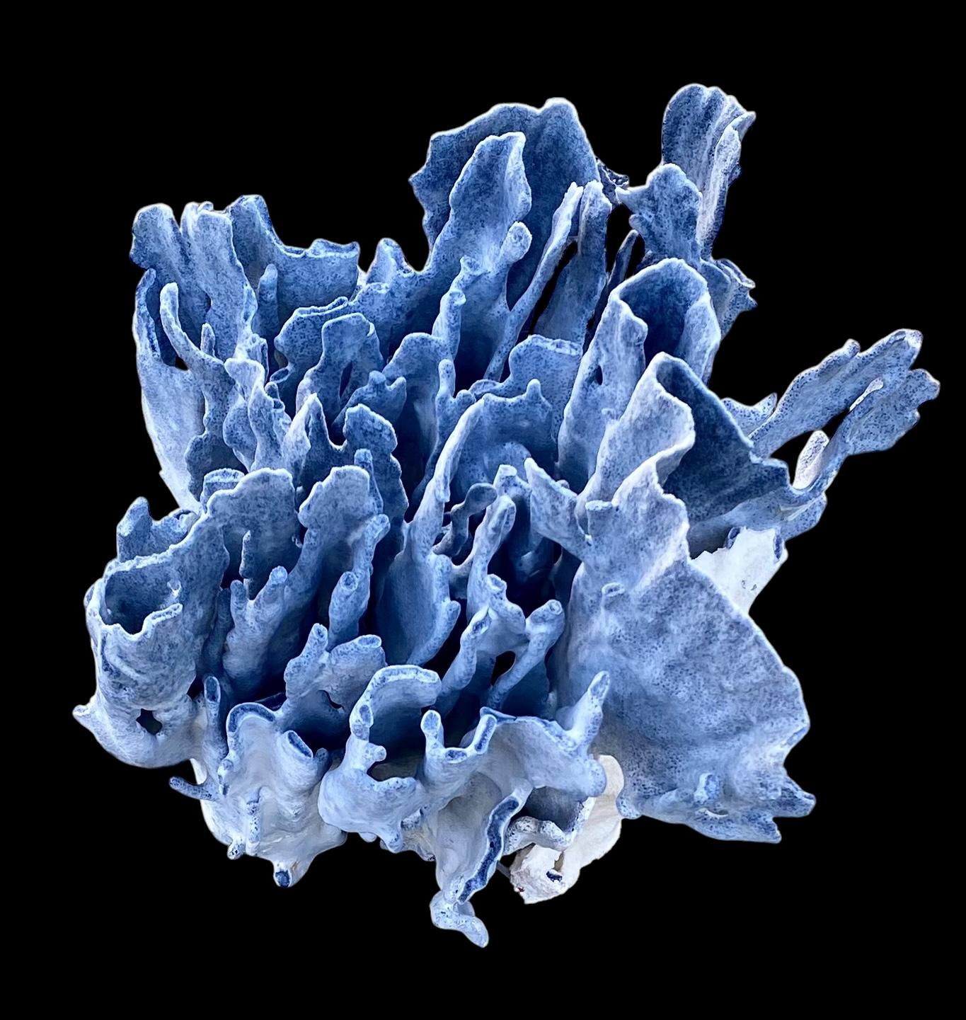 Autre Spécimen rare d'un grand corail bleu naturel en vente