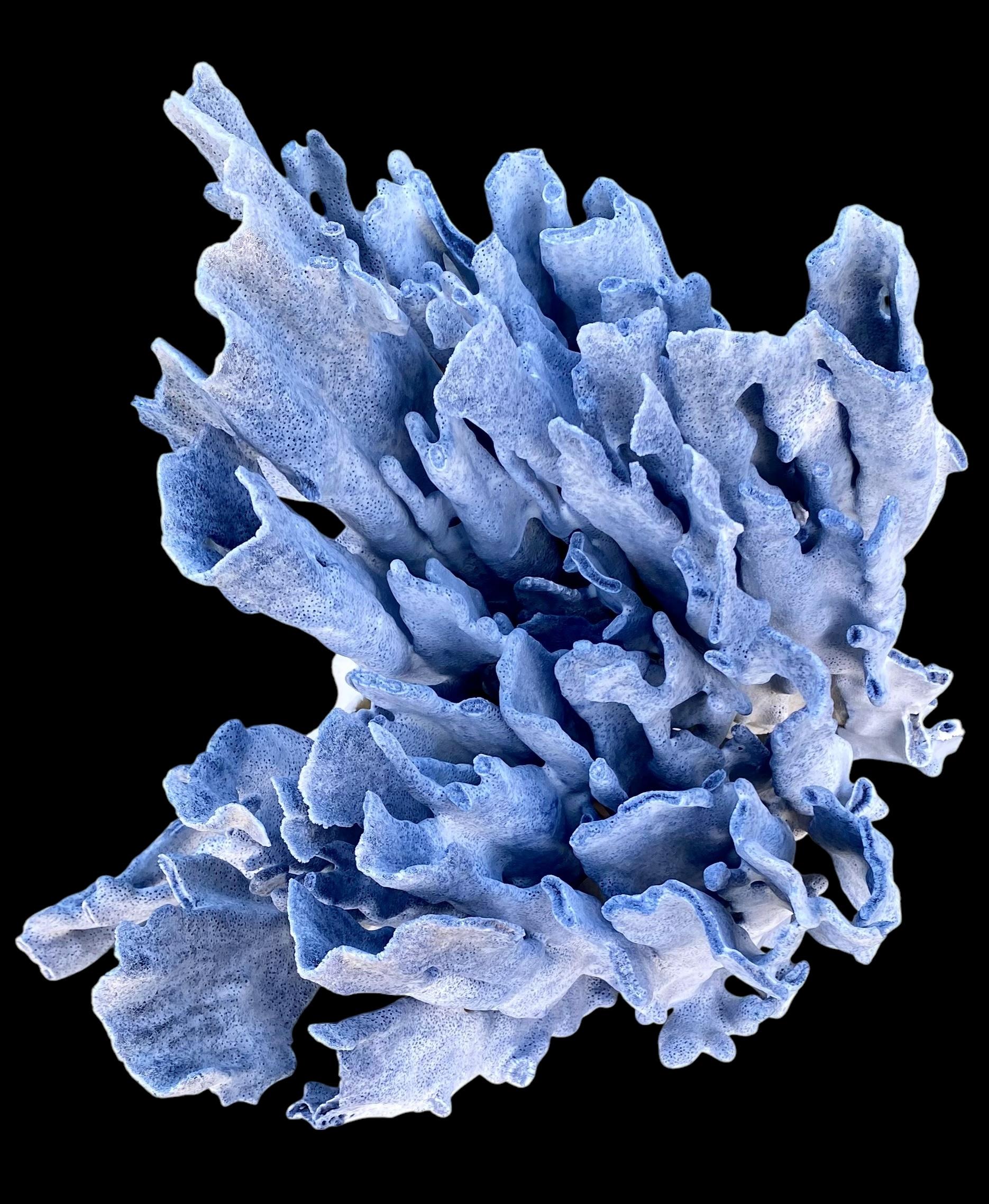 Spécimen rare d'un grand corail bleu naturel Bon état - En vente à New Orleans, LA