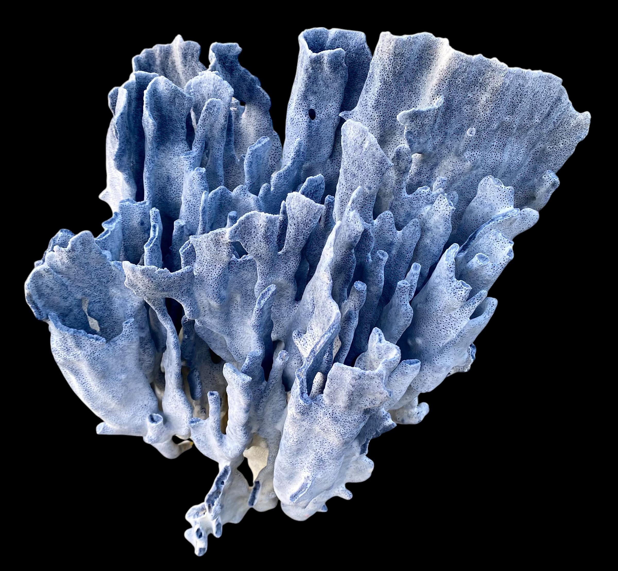 Milieu du XXe siècle Spécimen rare d'un grand corail bleu naturel en vente