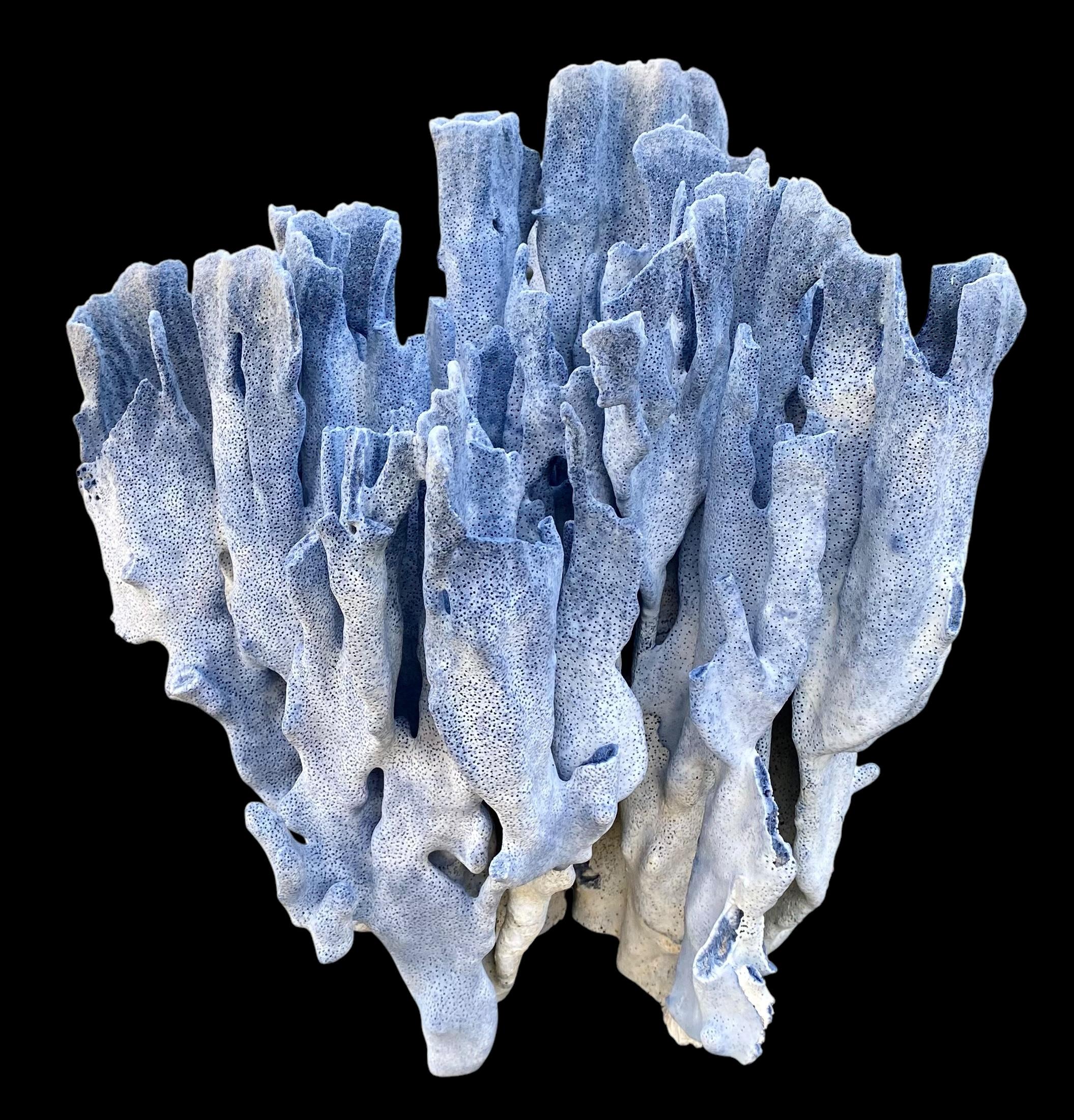 Corail Spécimen rare d'un grand corail bleu naturel en vente