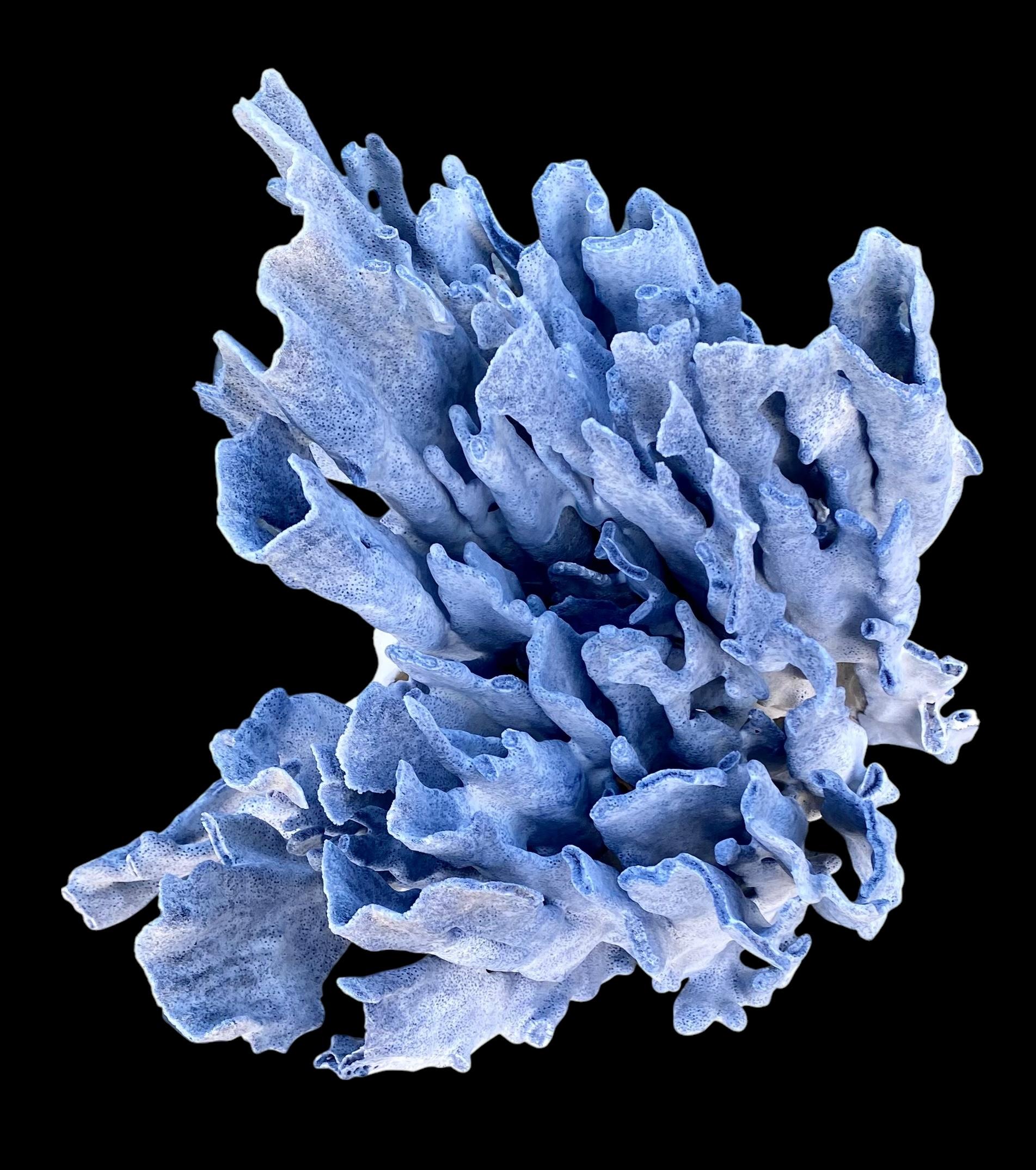 Spécimen rare d'un grand corail bleu naturel en vente 1