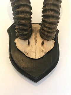 Vintage Antelope Antlers Mounted on Black Shield Shaped Plaque