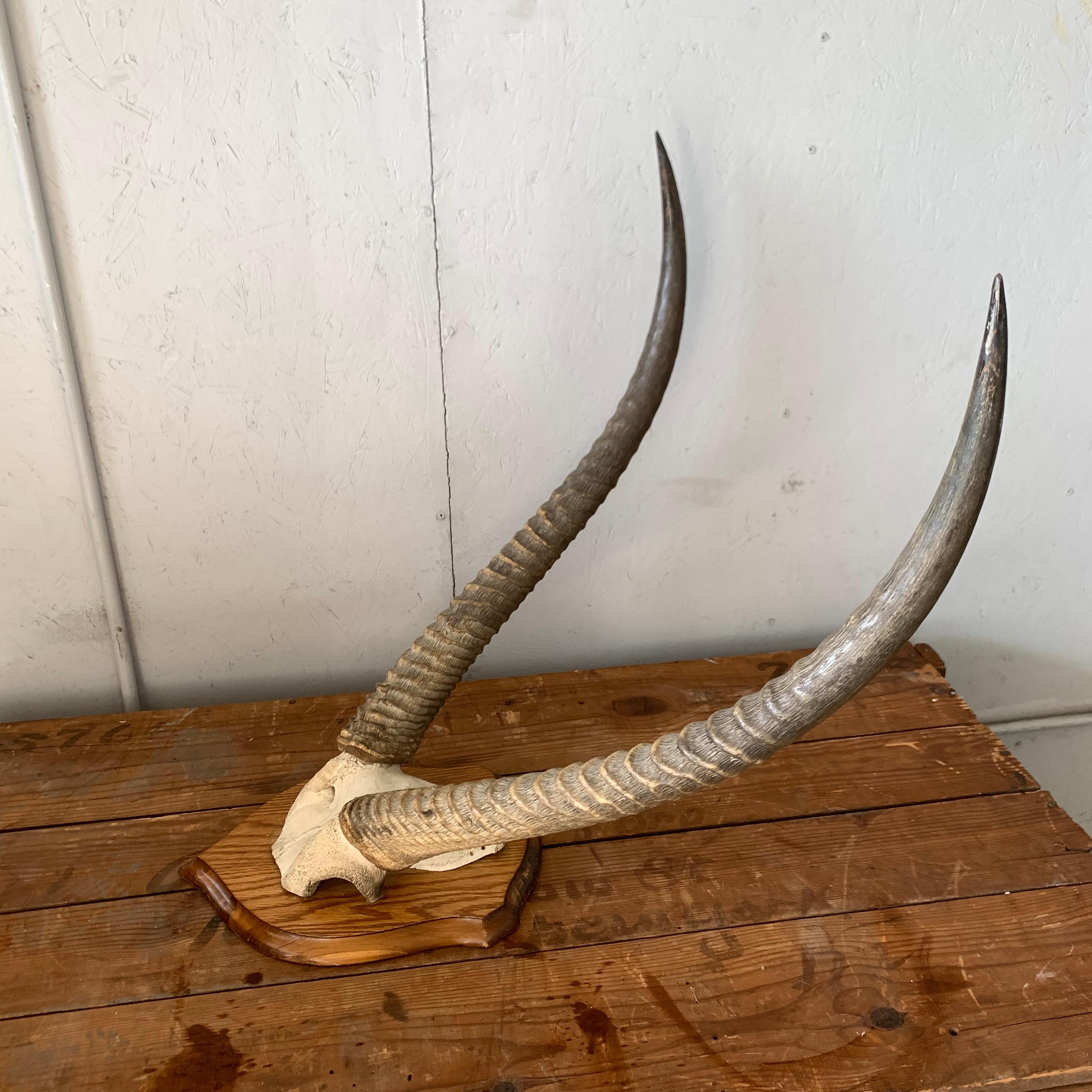Vintage Antelope Antlers Mounted on Shield Shaped Plaque 5