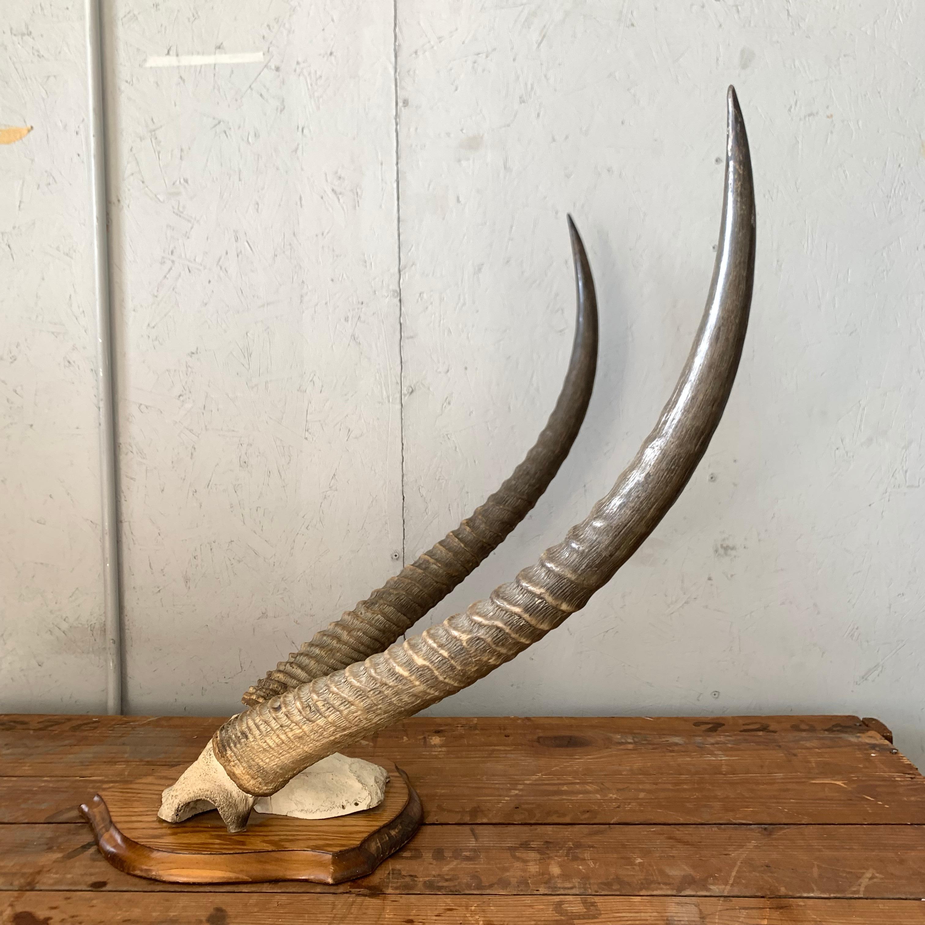 Vintage Antelope Antlers Mounted on Shield Shaped Plaque 6