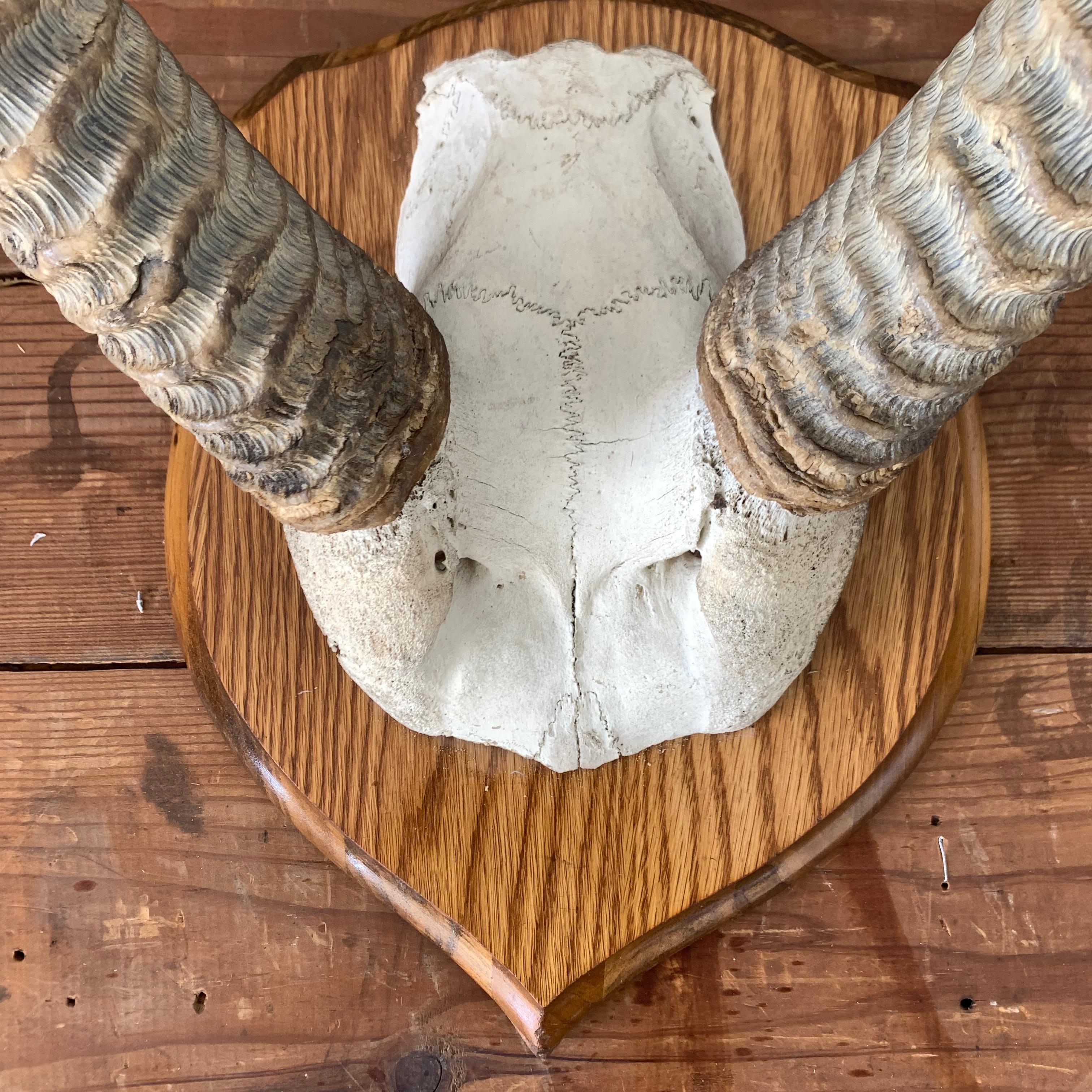 Vintage Antelope Antlers Mounted on Shield Shaped Plaque 7