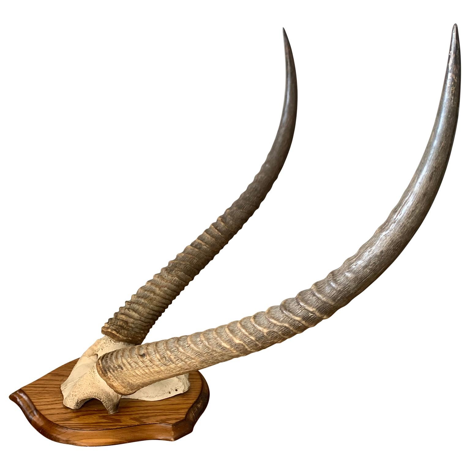African Vintage Antelope Antlers Mounted on Shield Shaped Plaque