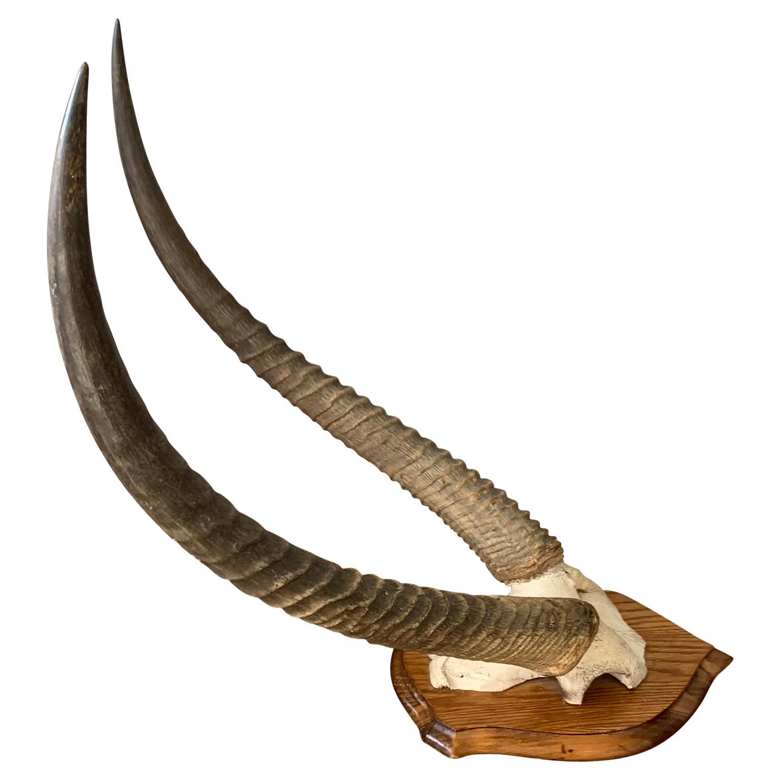 Vintage Antelope Antlers Mounted on Shield Shaped Plaque In Good Condition In Haddonfield, NJ